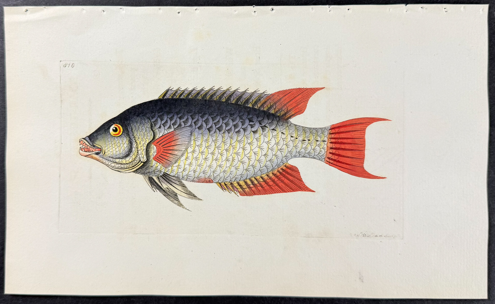 Shaw & Nodder - 6 Fish or Sea Life Engravings