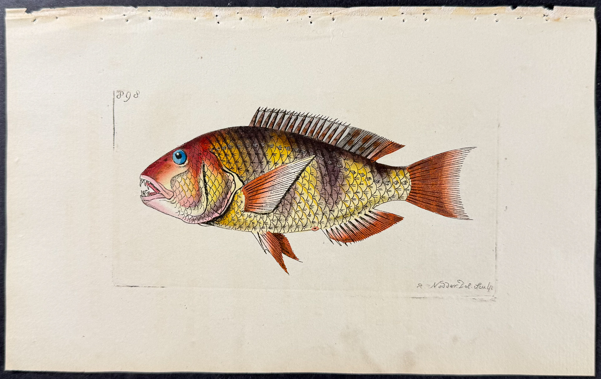 Shaw & Nodder - 6 Fish or Sea Life Engravings