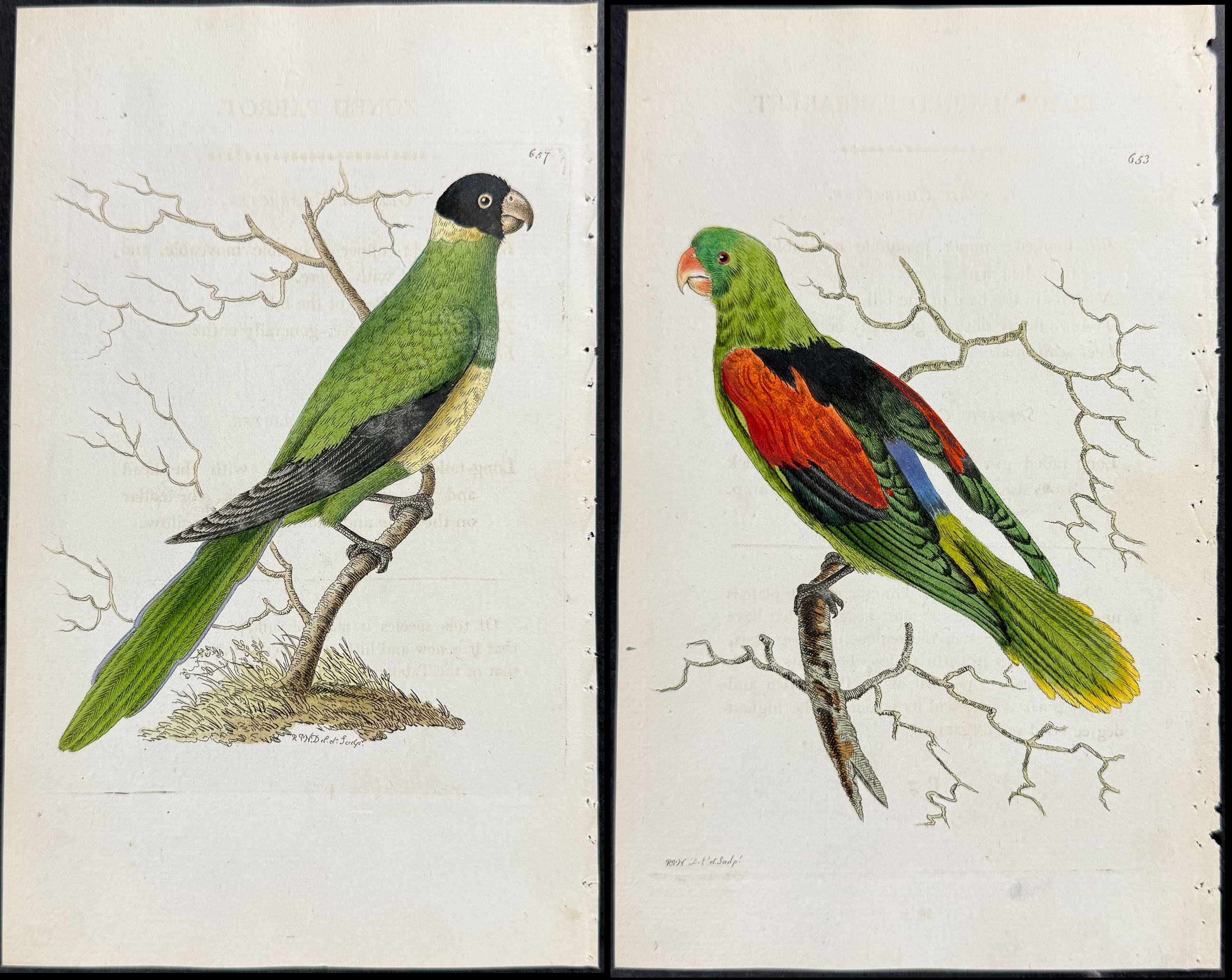 Shaw & Nodder - 6 Parrot Engravings