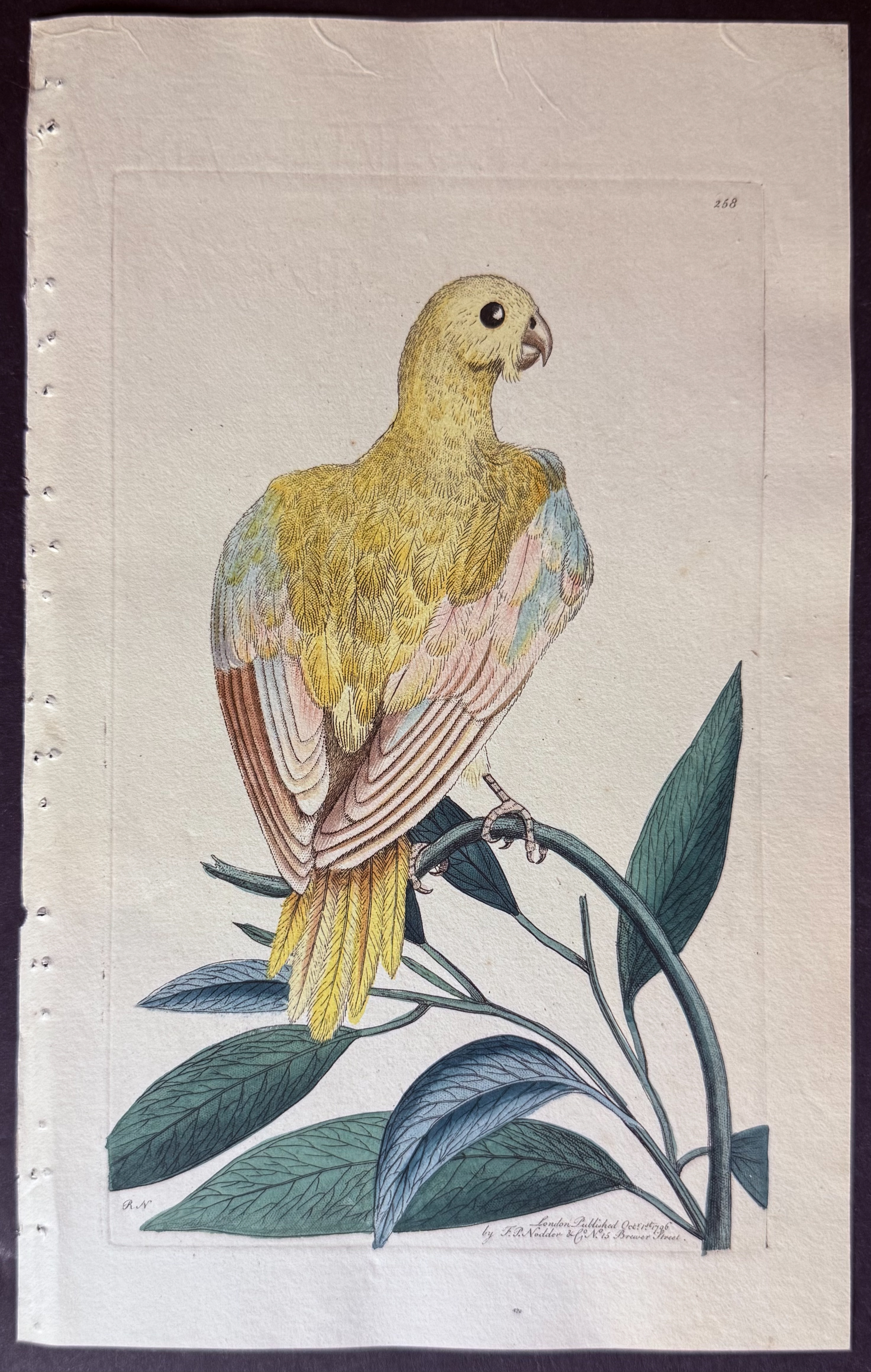 Shaw & Nodder - 6 Parrot Engravings
