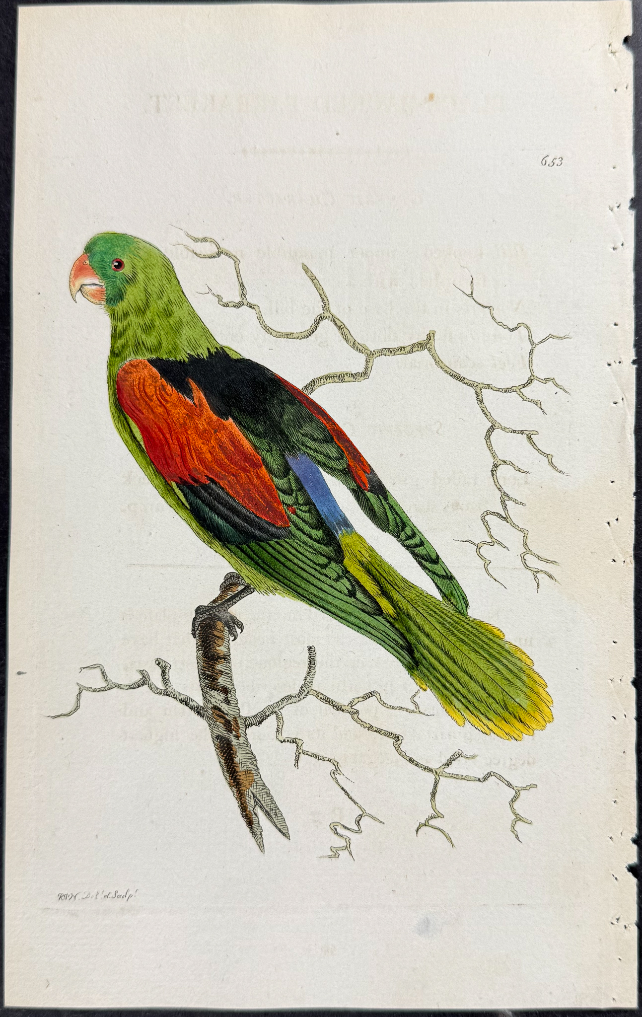 Shaw & Nodder - 6 Parrot Engravings