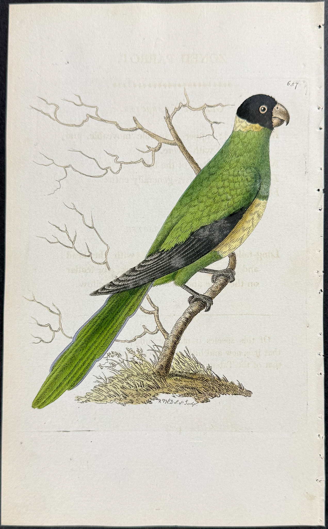 Shaw & Nodder - 6 Parrot Engravings