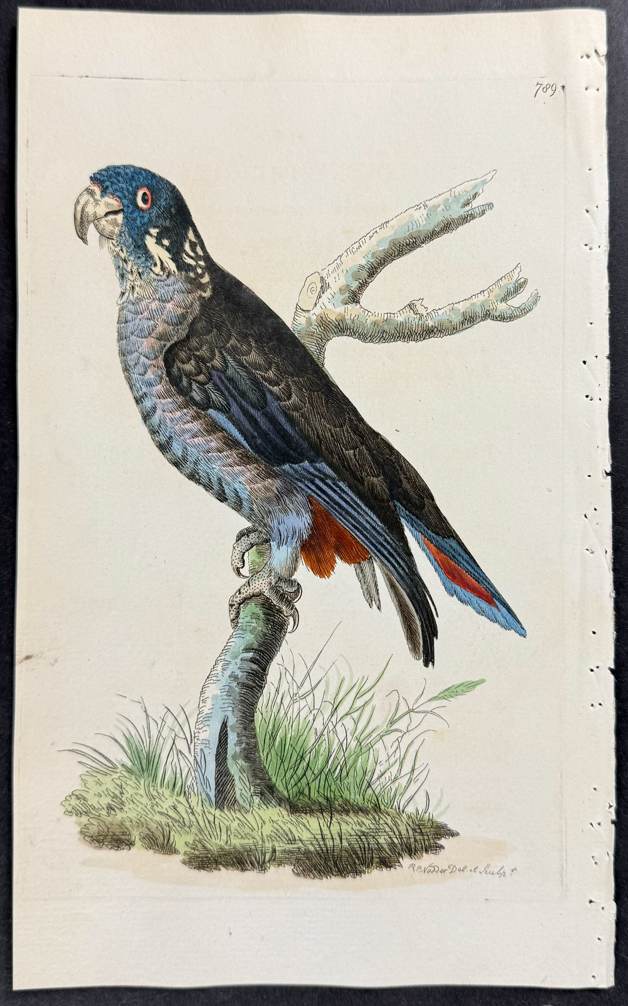 Shaw & Nodder - 6 Parrot Engravings