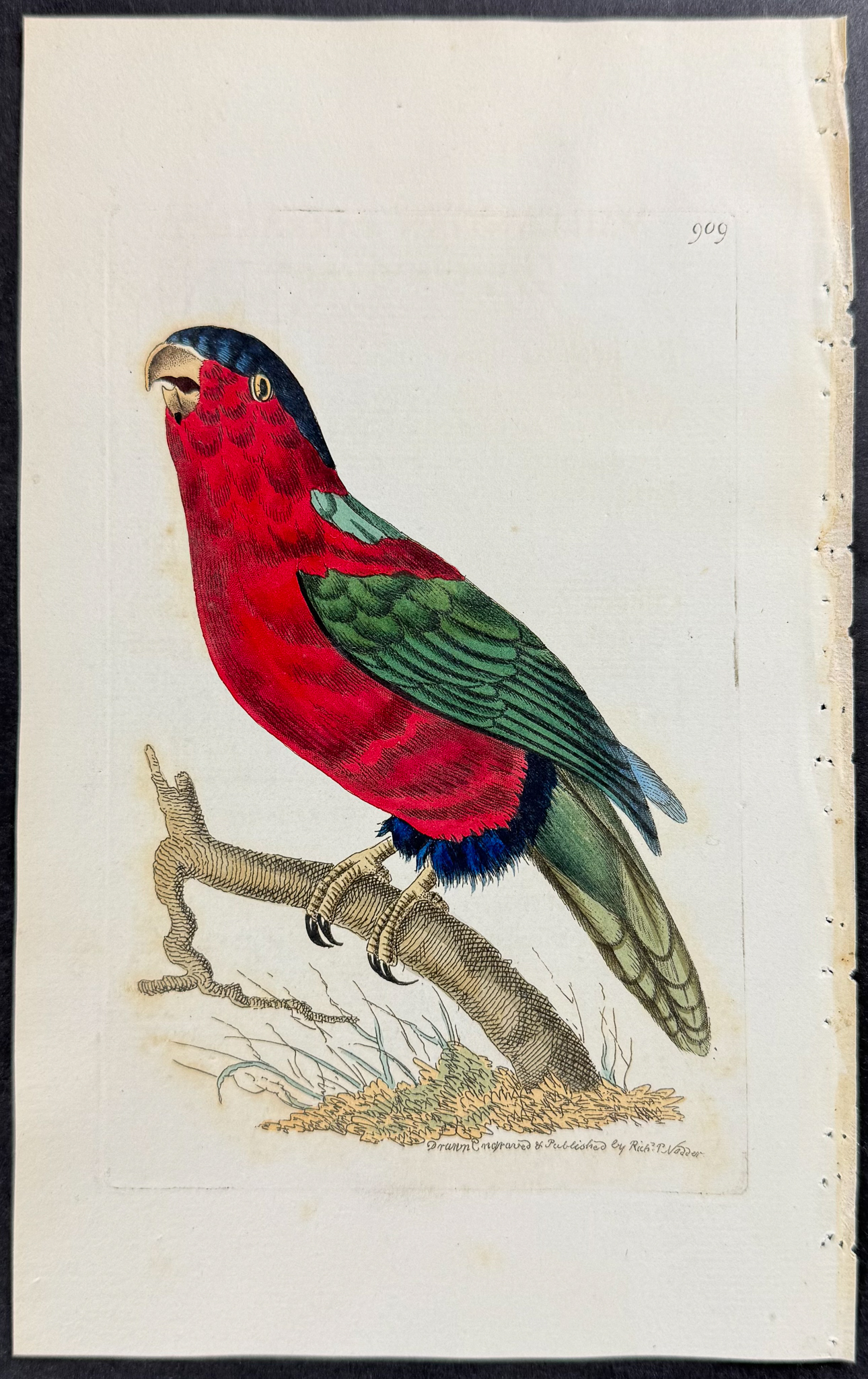 Shaw & Nodder - 6 Parrot Engravings