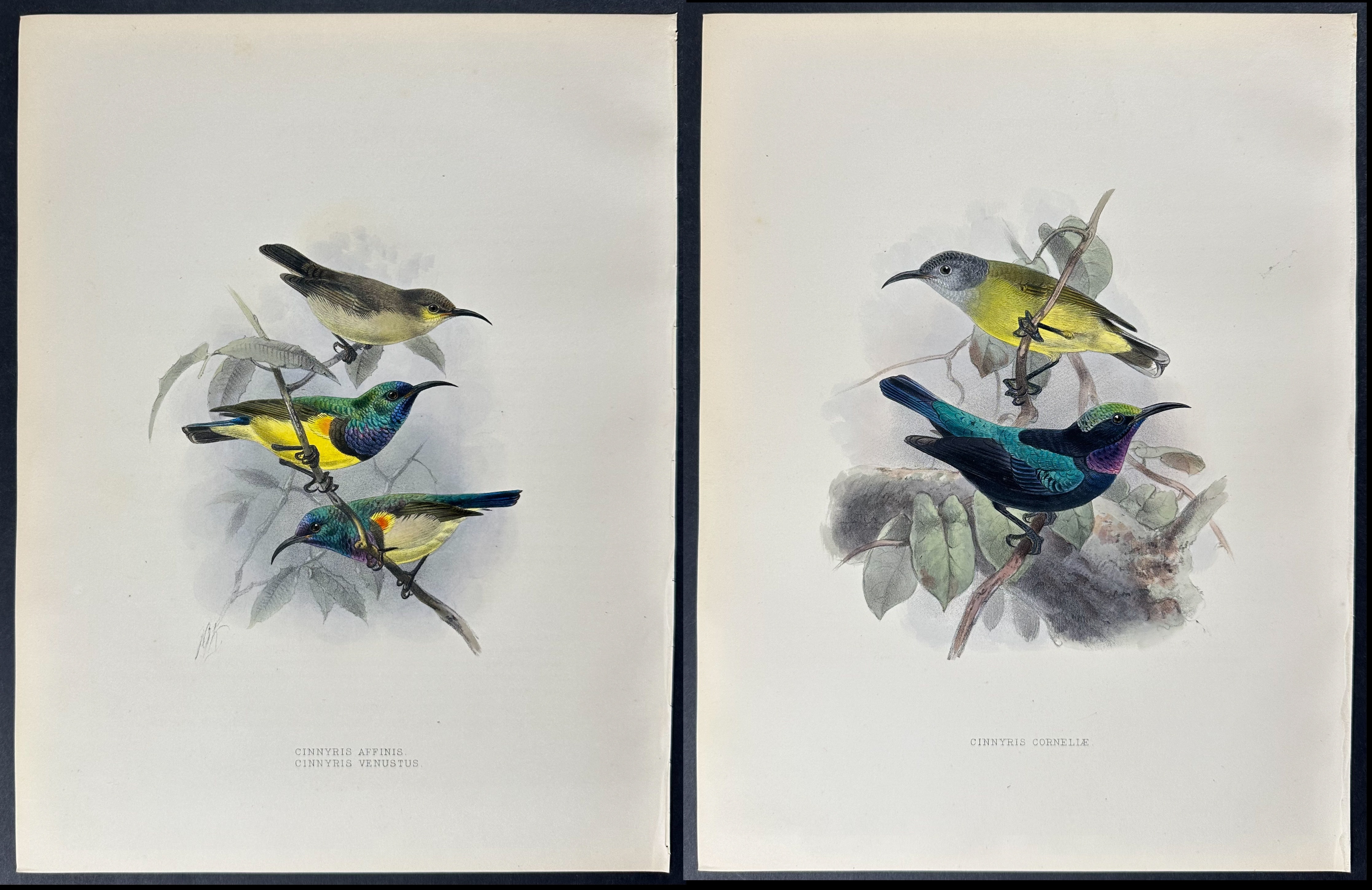 Shelley & Keulemans - 4 Sunbird Lithographs