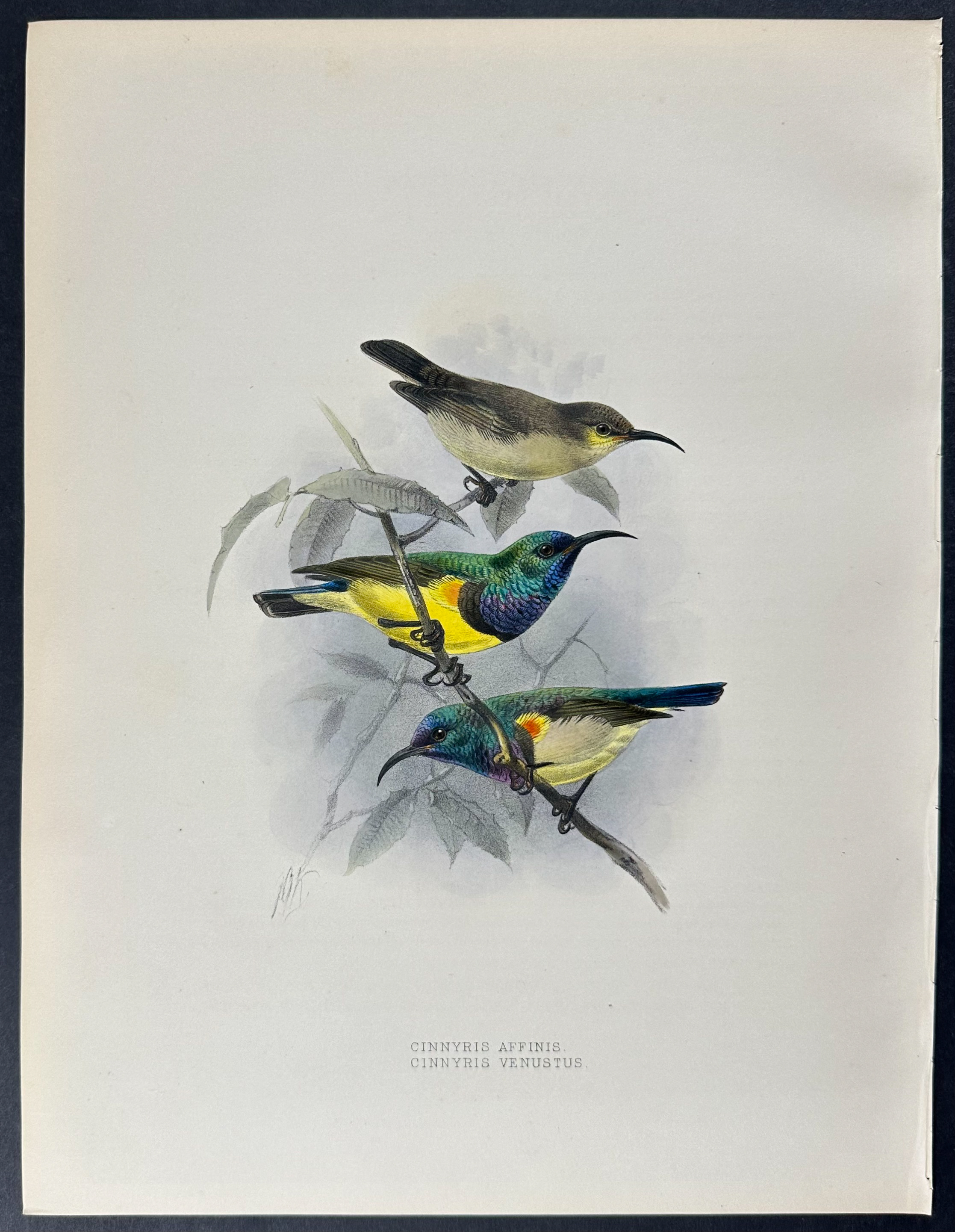 Shelley & Keulemans - 4 Sunbird Lithographs