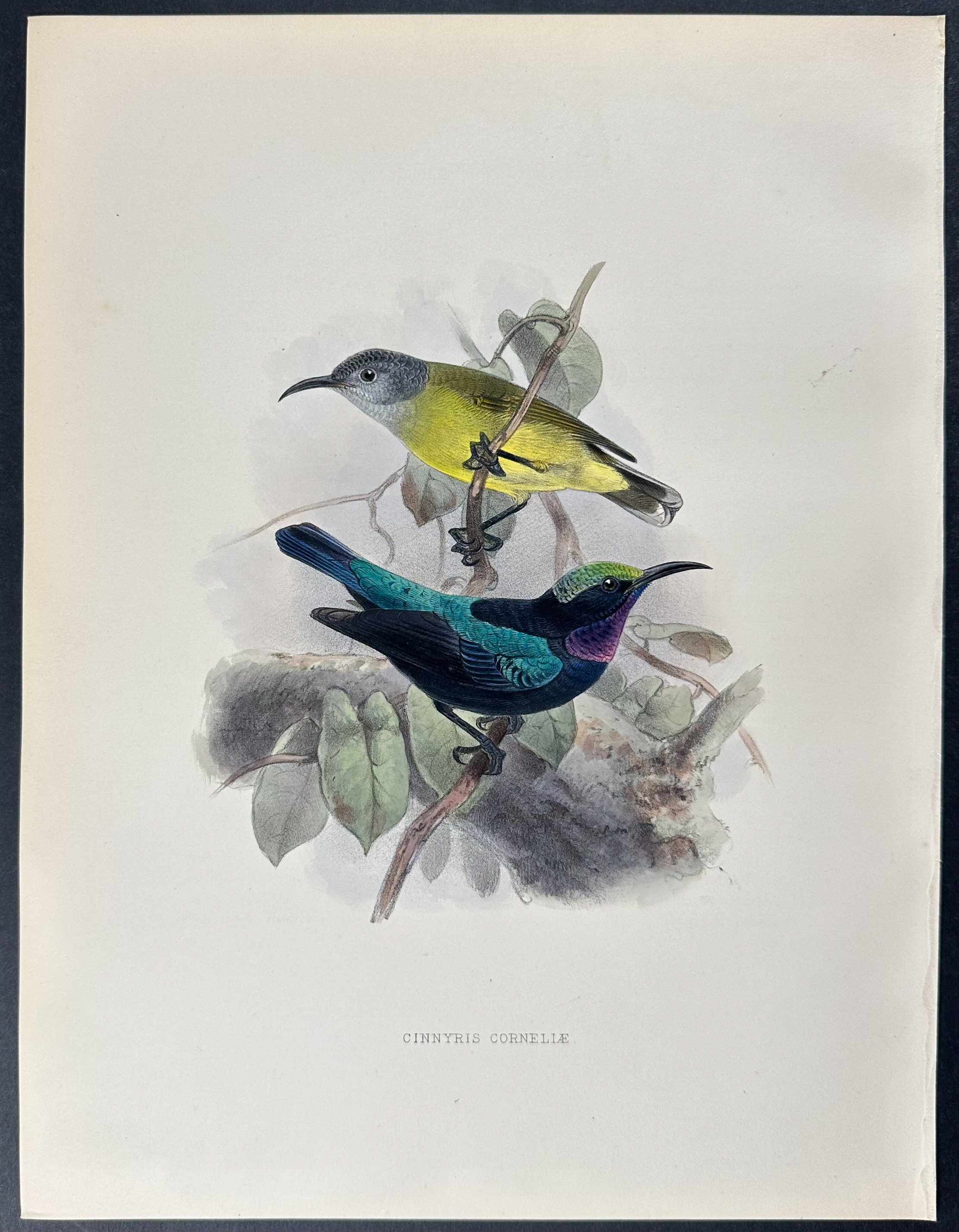 Shelley & Keulemans - 4 Sunbird Lithographs