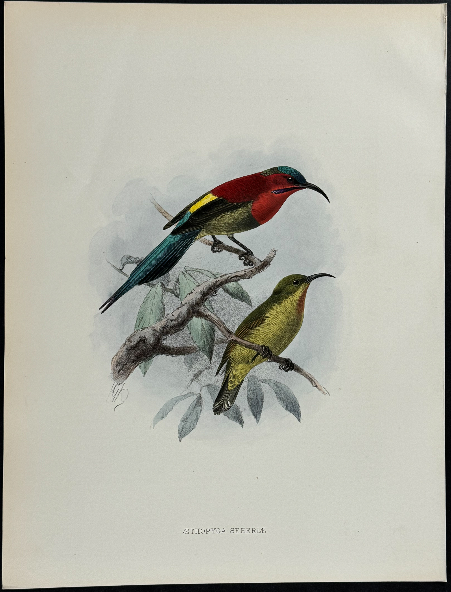 Shelley & Keulemans - 4 Sunbird Lithographs