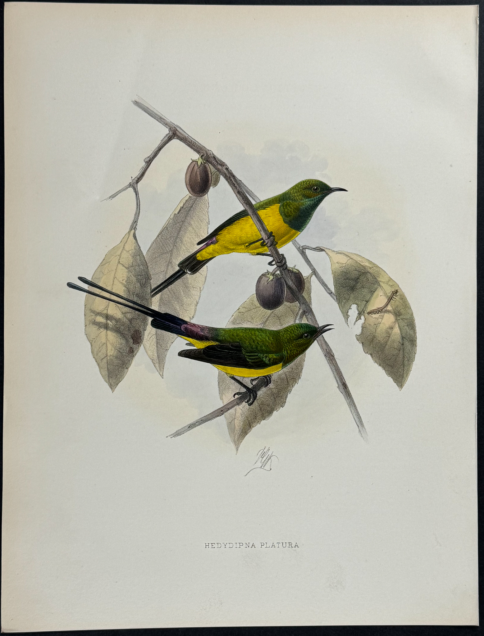 Shelley & Keulemans - 4 Sunbird Lithographs