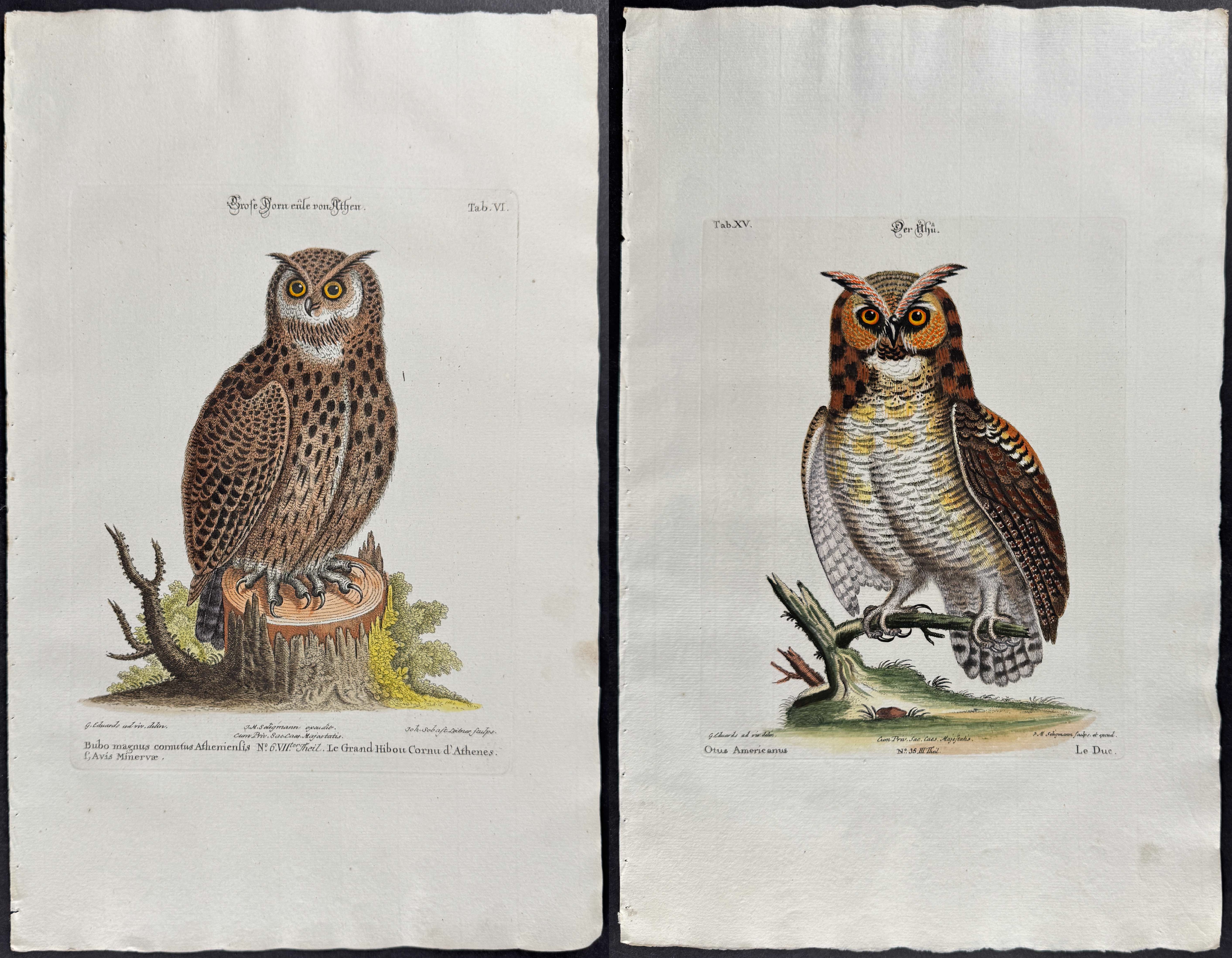 Seligmann after Edwards - Pair of Owl Engravings