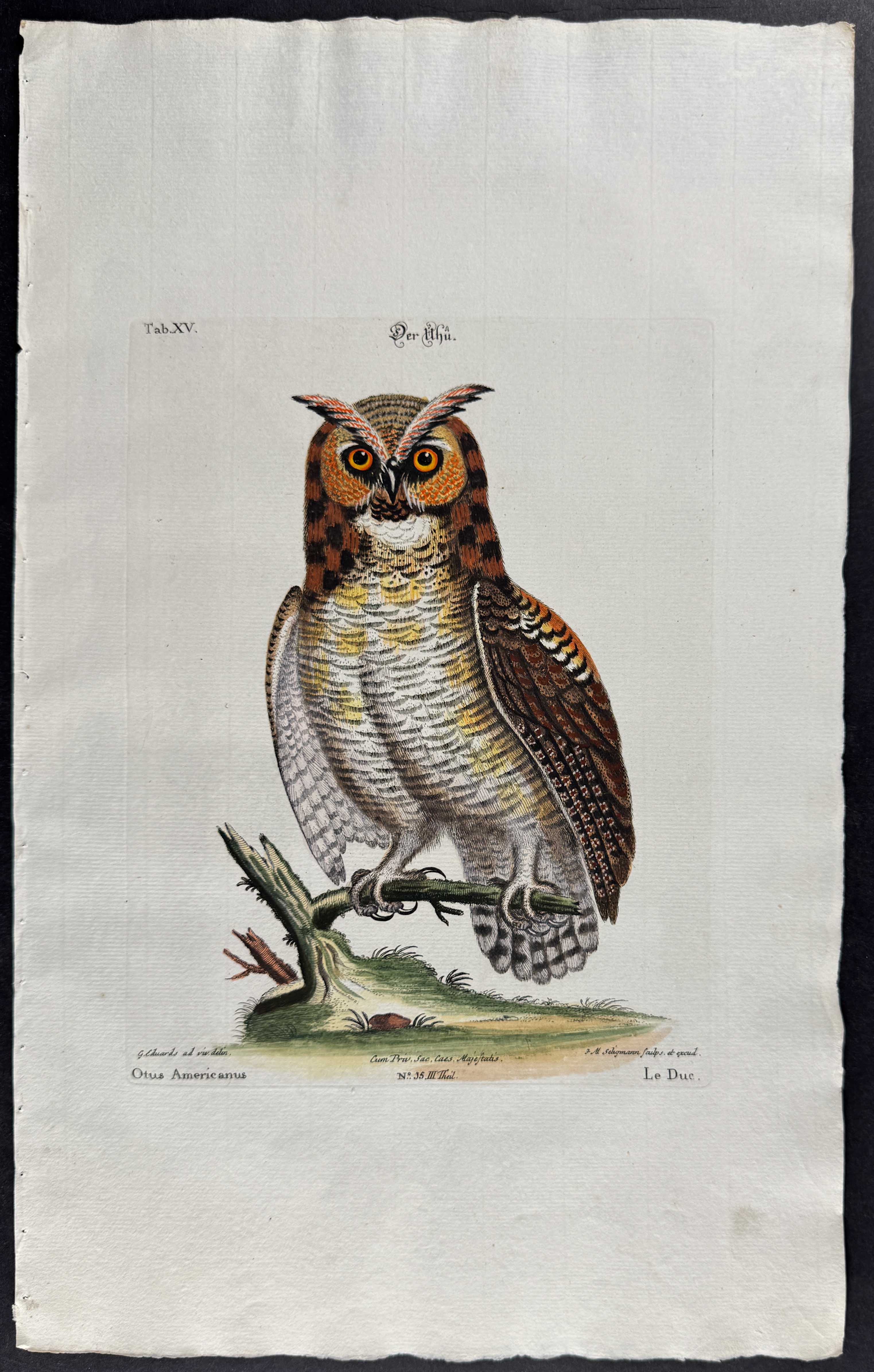 Seligmann after Edwards - Pair of Owl Engravings