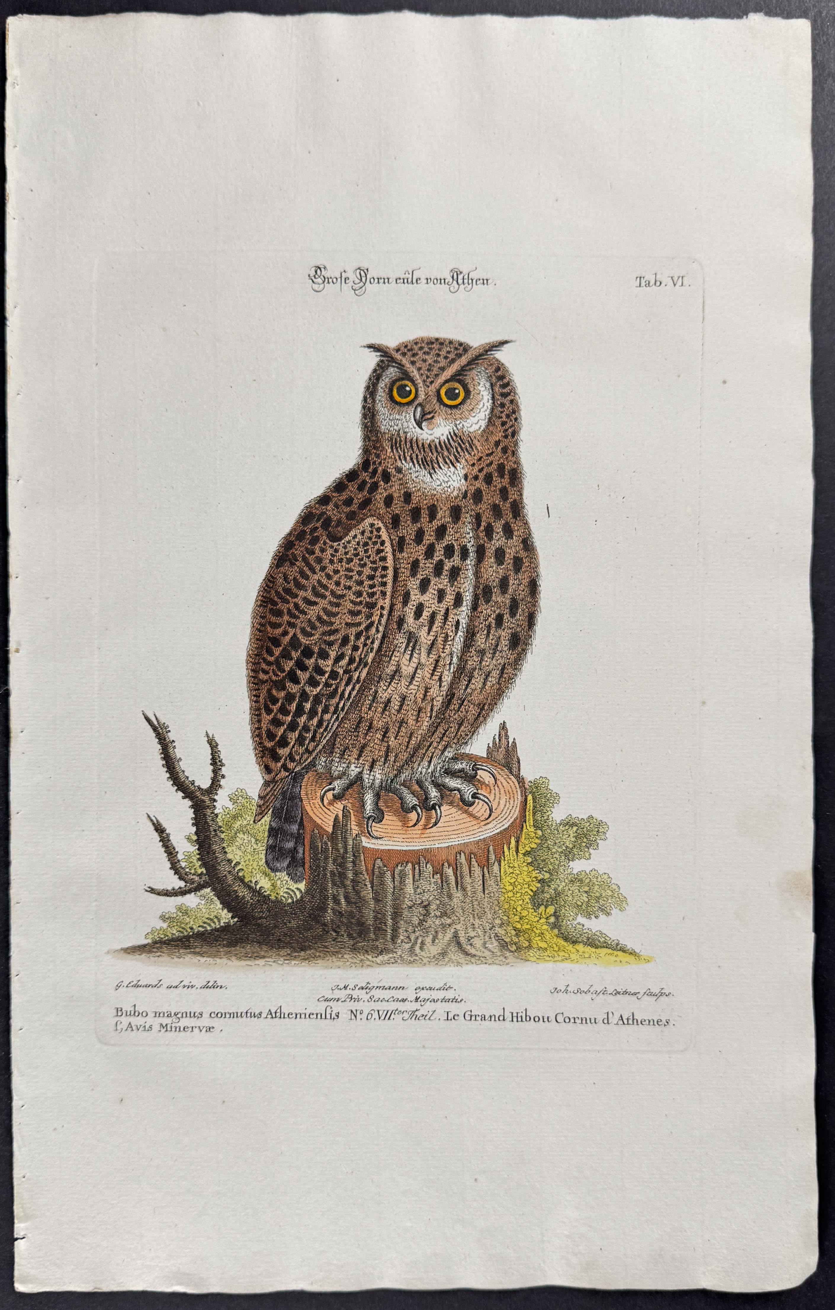 Seligmann after Edwards - Pair of Owl Engravings
