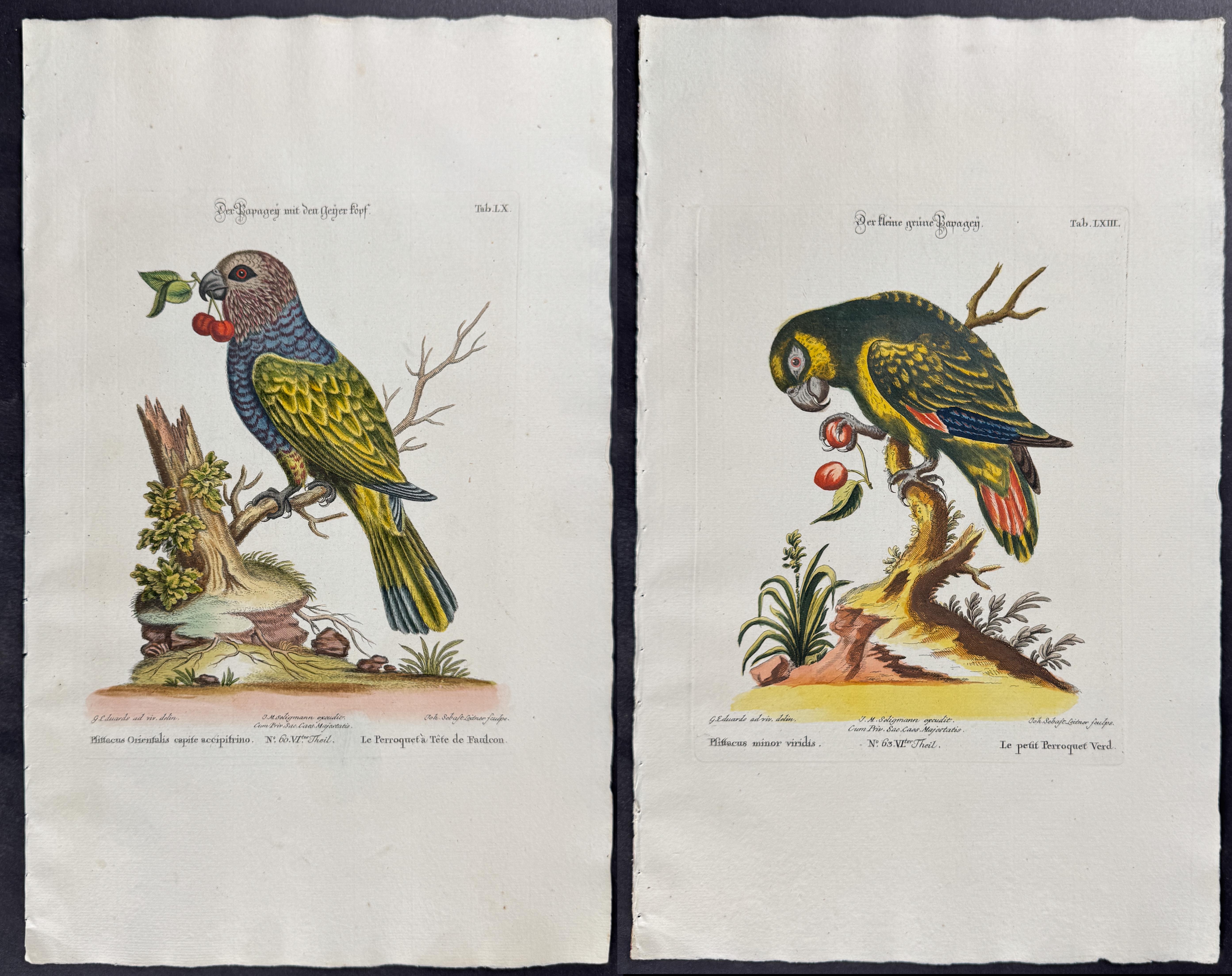 Seligmann after Edwards - 4 Parrot Engravings