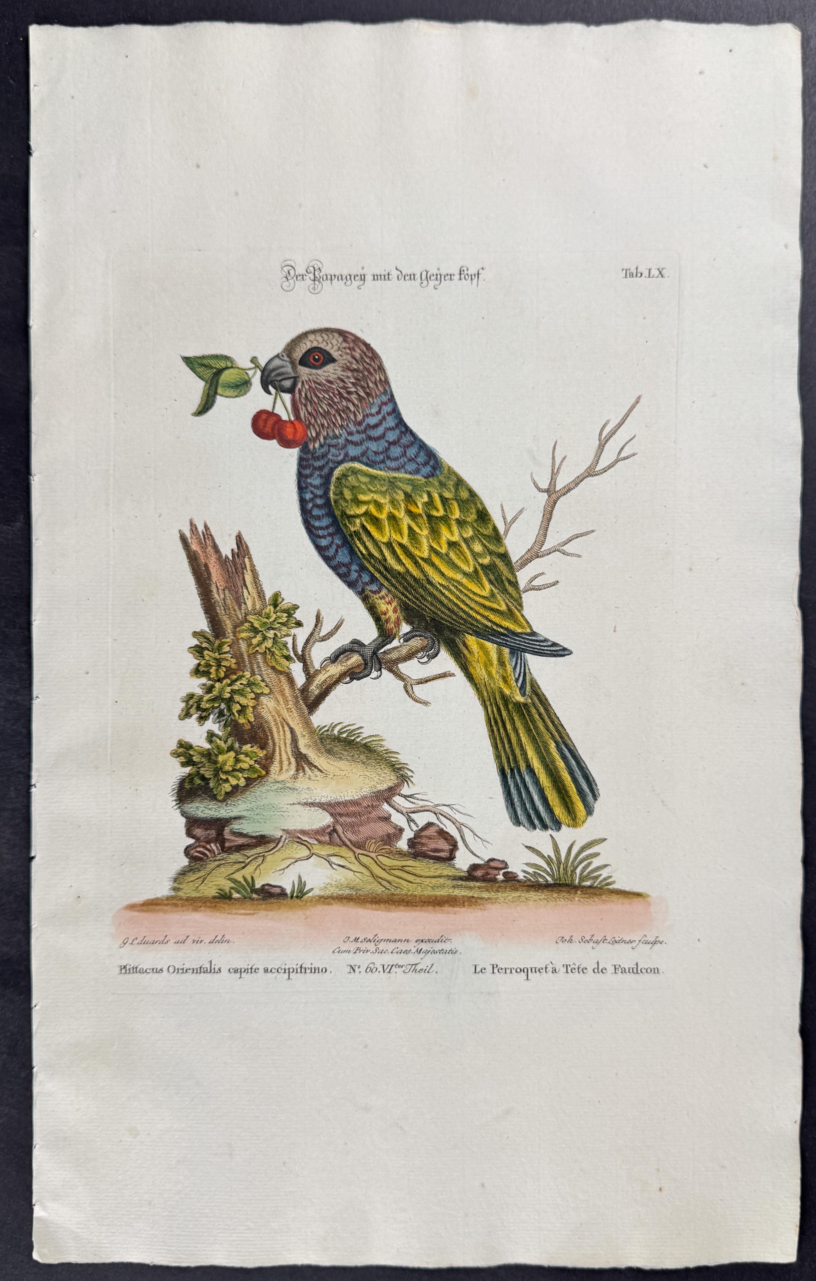 Seligmann after Edwards - 4 Parrot Engravings