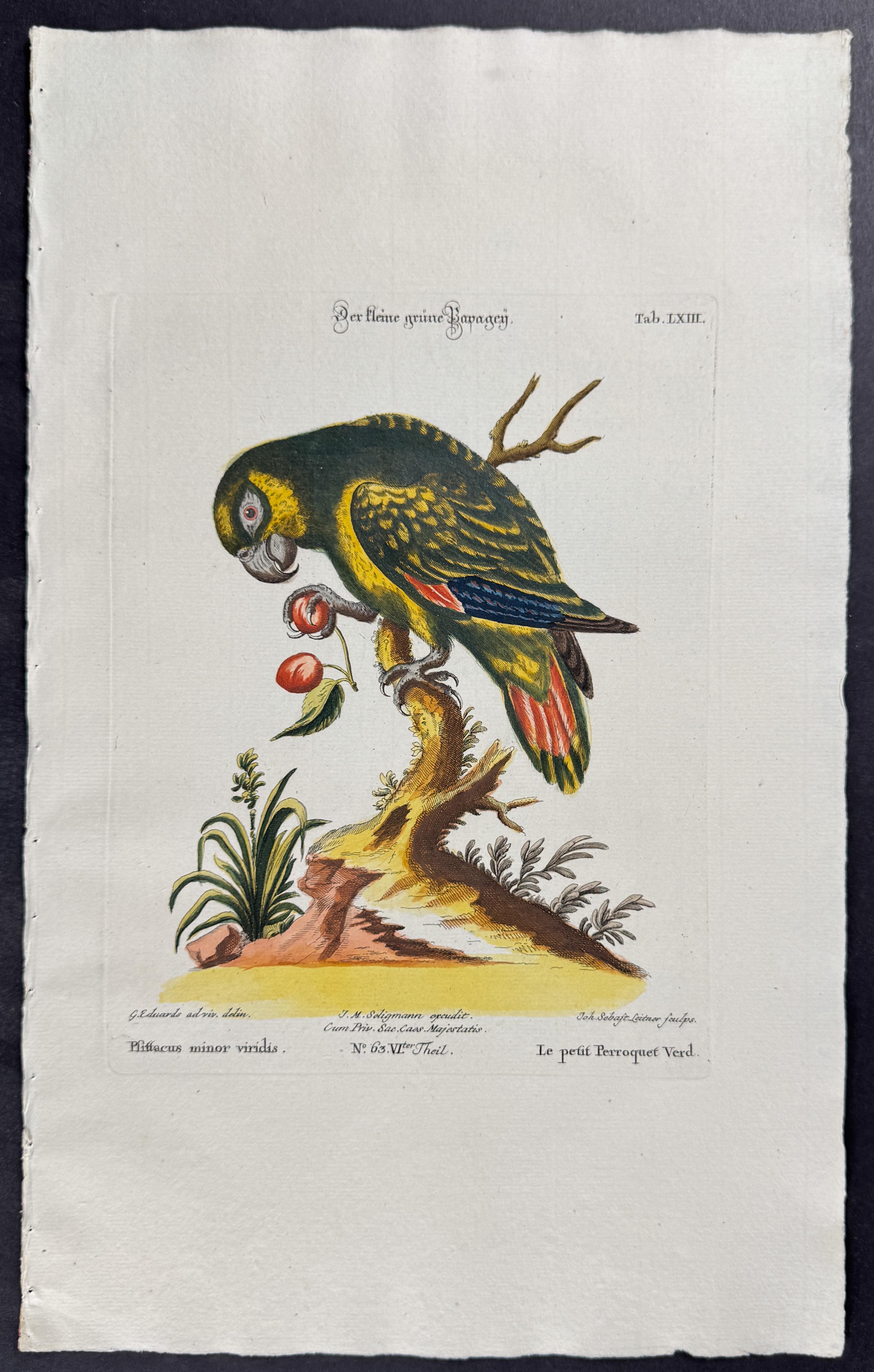 Seligmann after Edwards - 4 Parrot Engravings