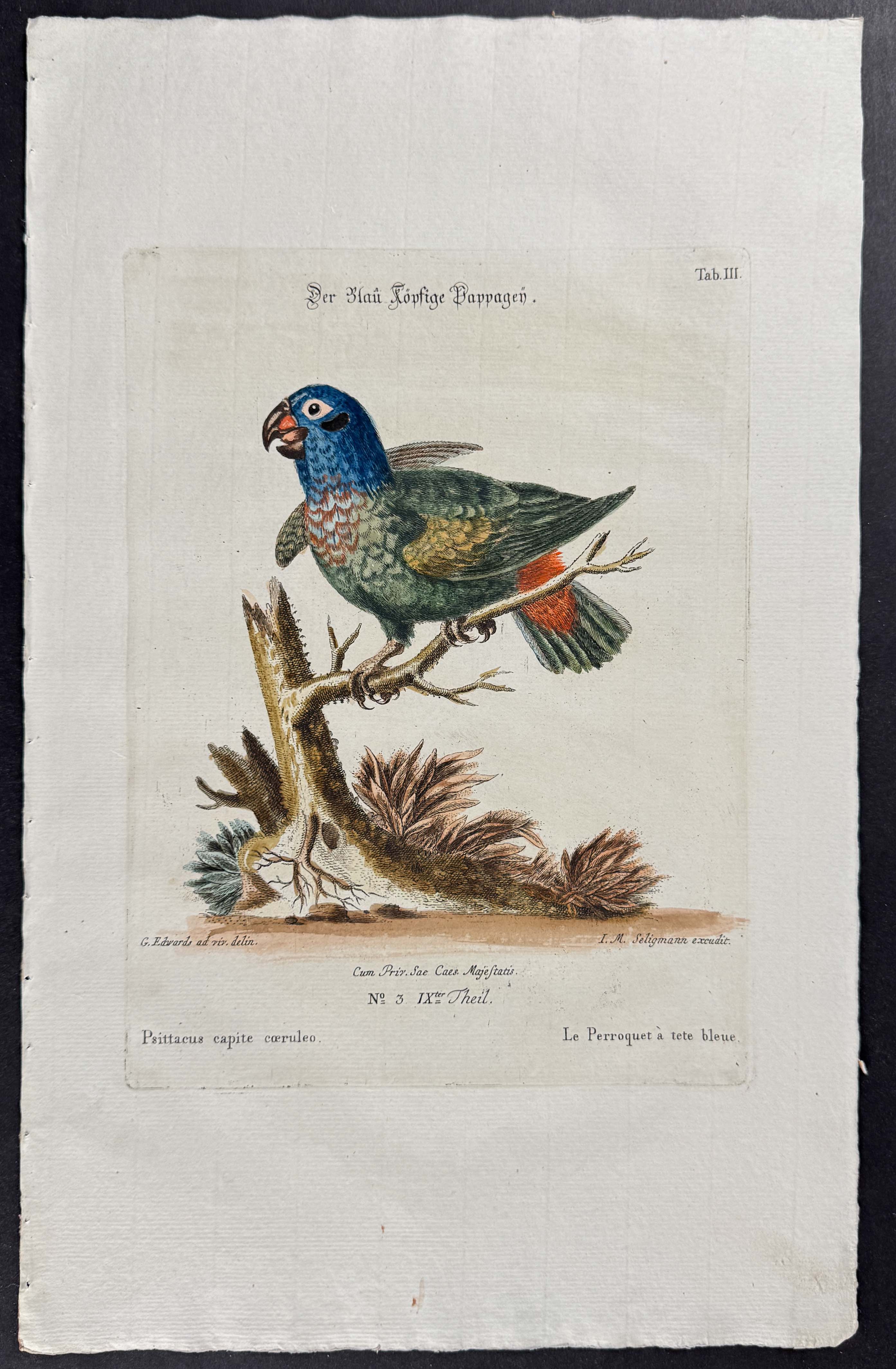 Seligmann after Edwards - 4 Parrot Engravings