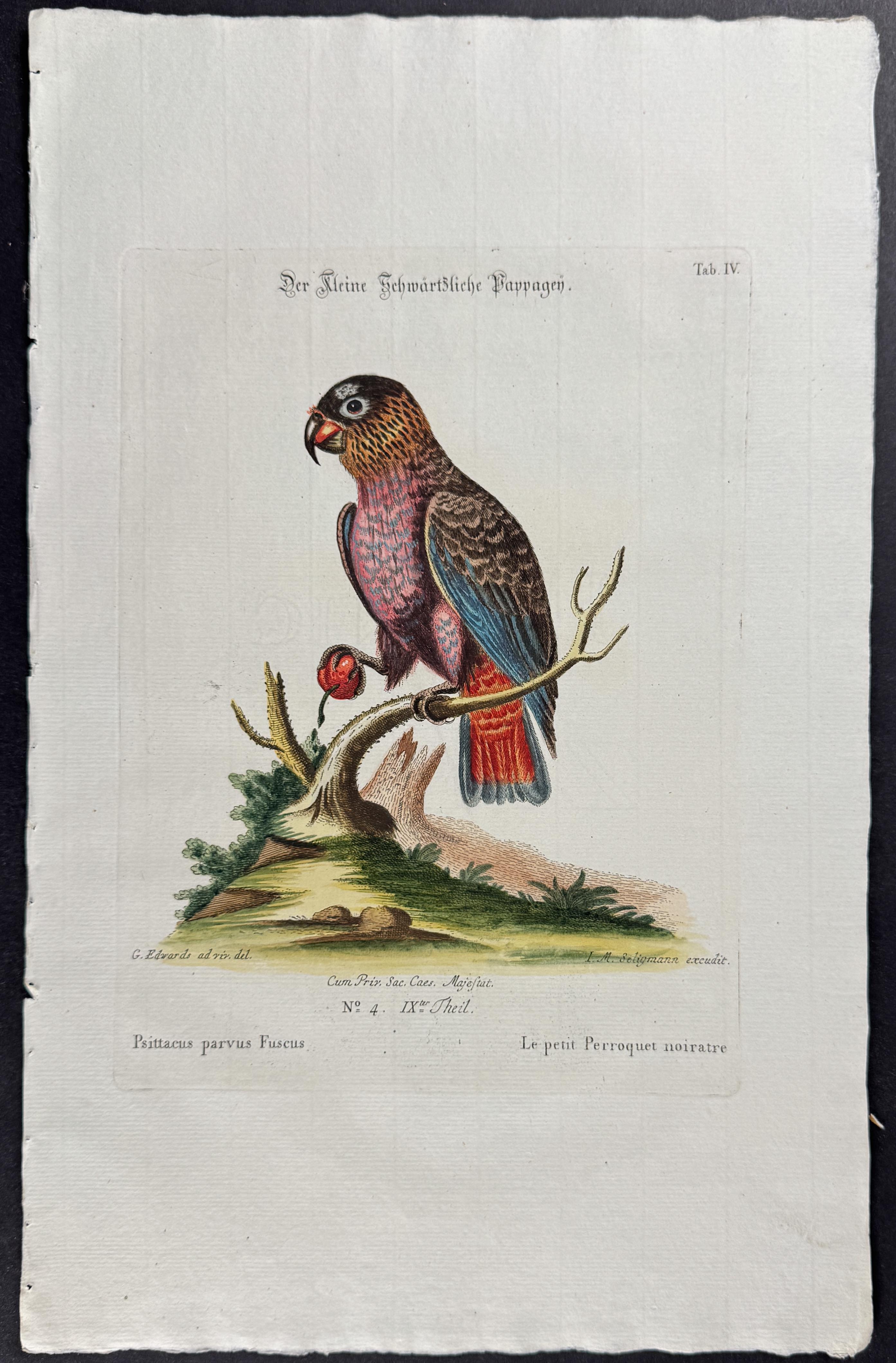 Seligmann after Edwards - 4 Parrot Engravings