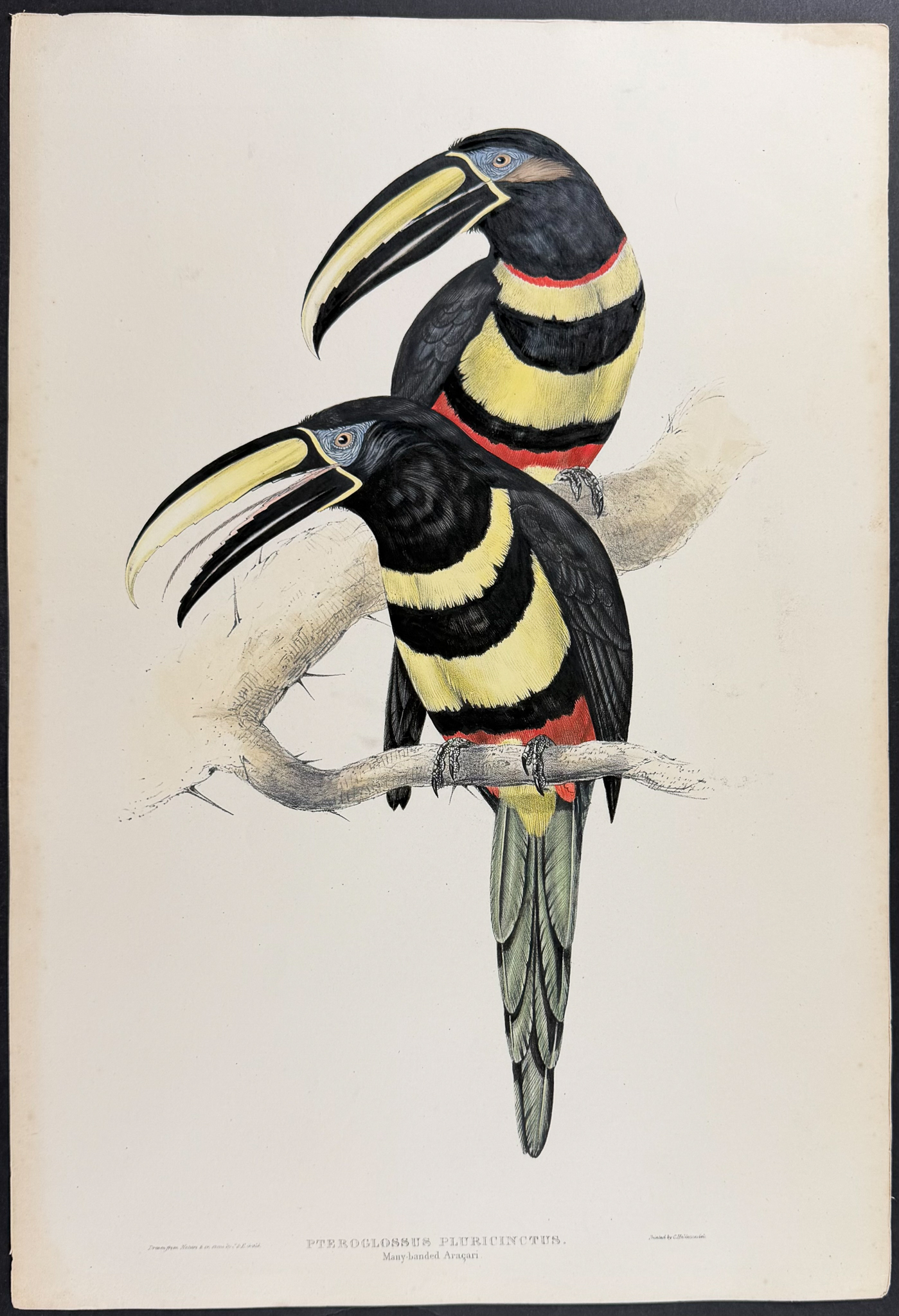 Gould - Grey-breasted Aracari or Toucan [Pteroglossus Hypoglaucus]