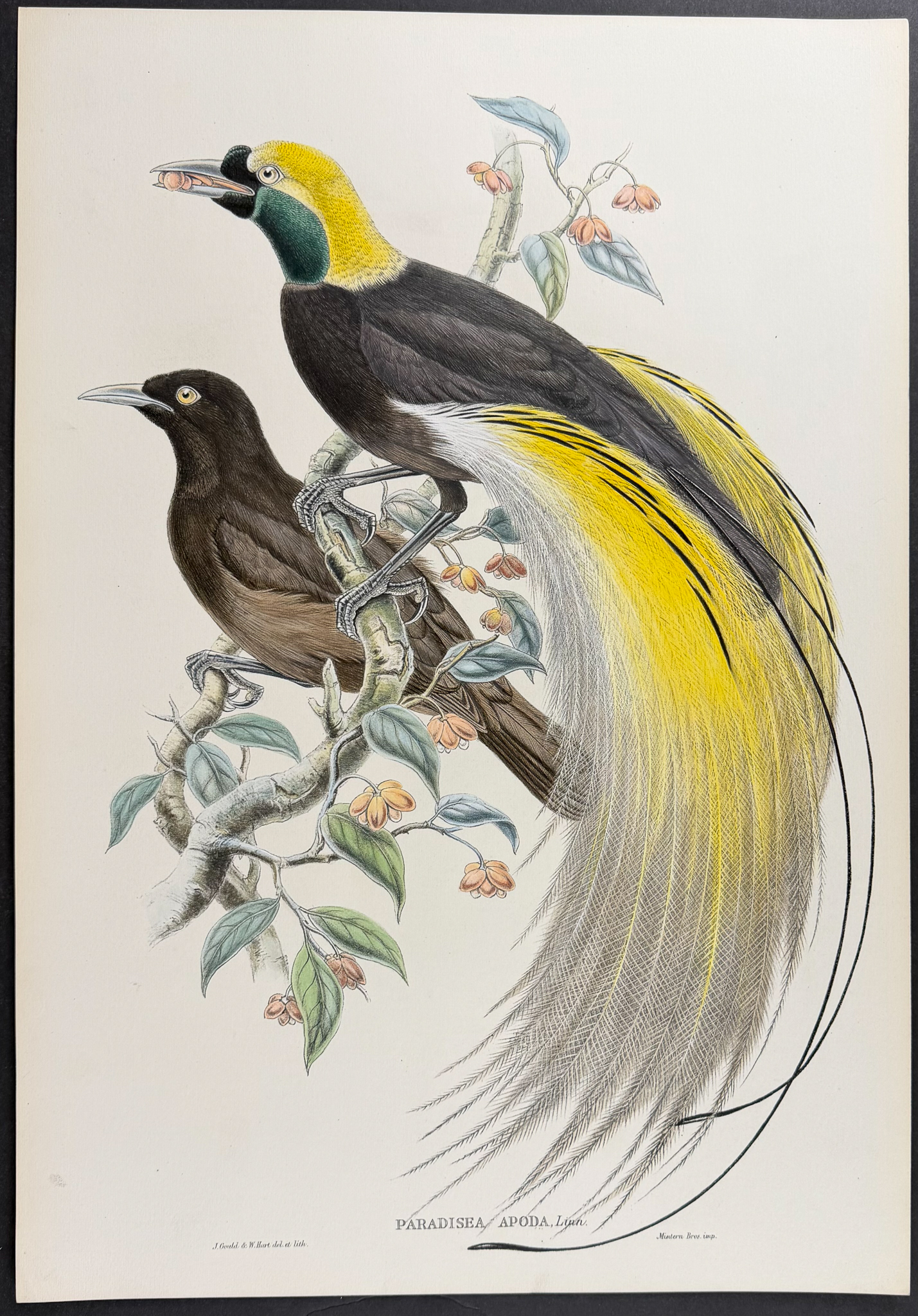 Sharpe & Gould - Great Bird of Paradise [Paradisea Apoda]