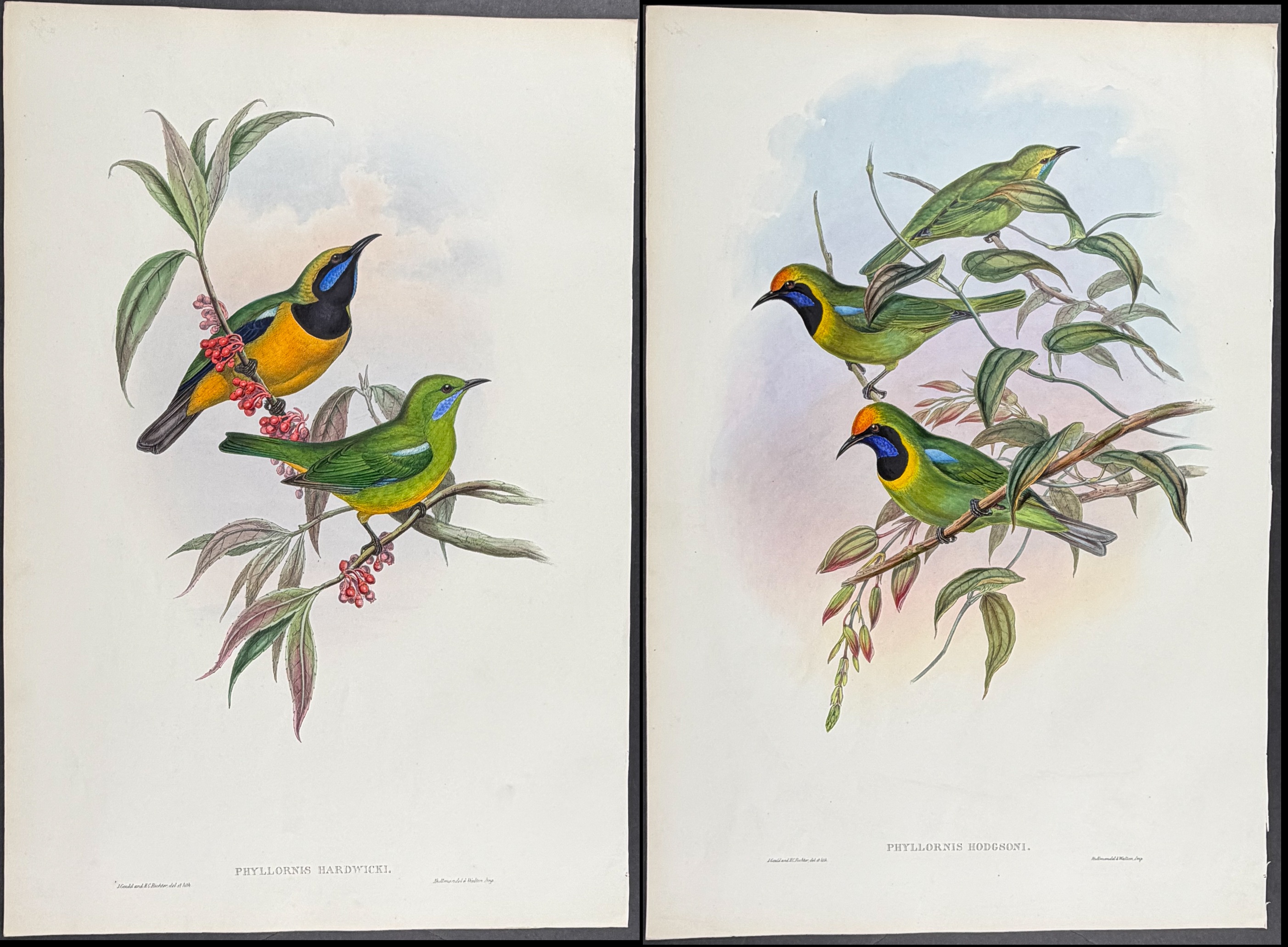 Gould, Asia - Pair of Phyllornis (Bird) Lithographs