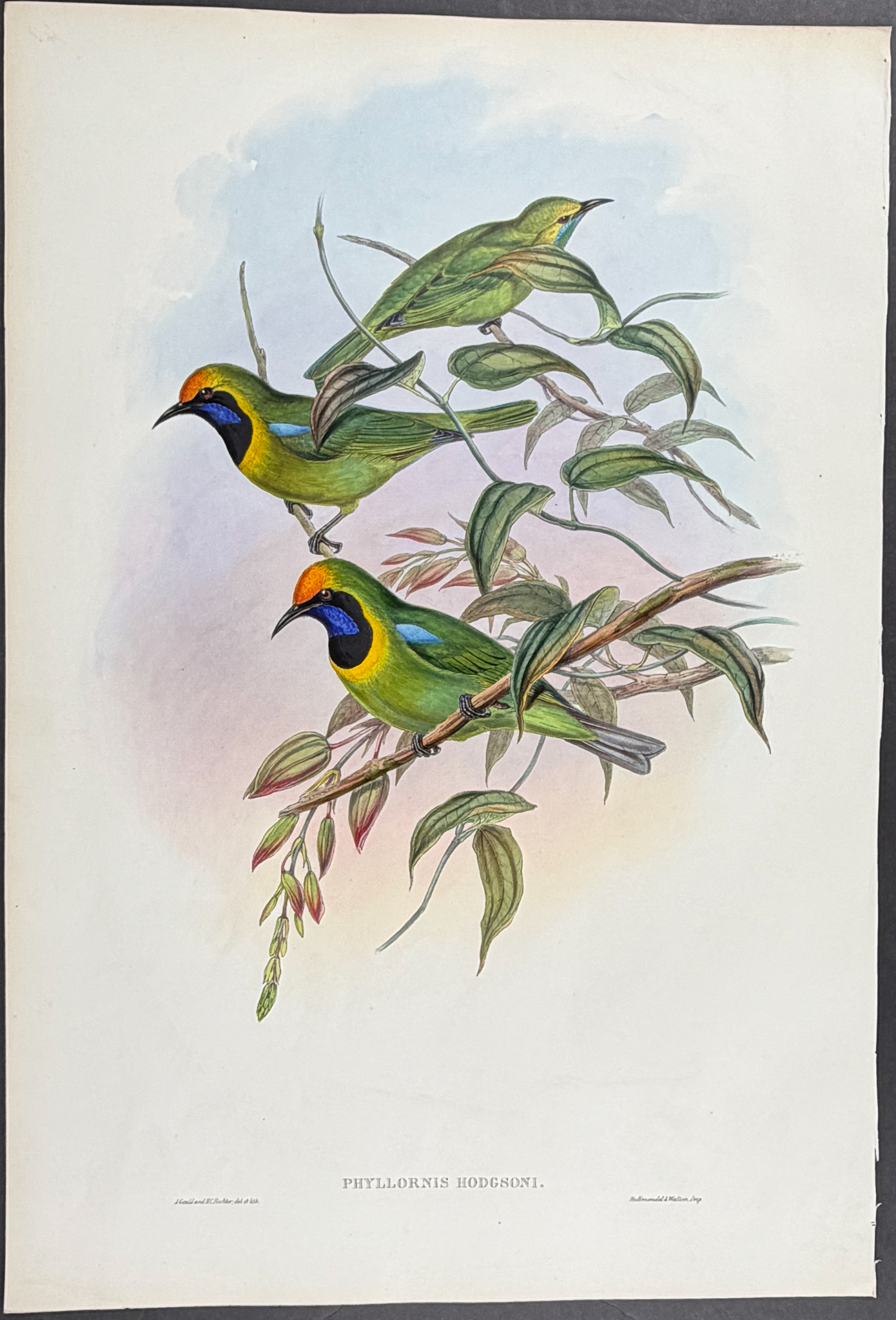 Gould, Asia - Pair of Phyllornis (Bird) Lithographs