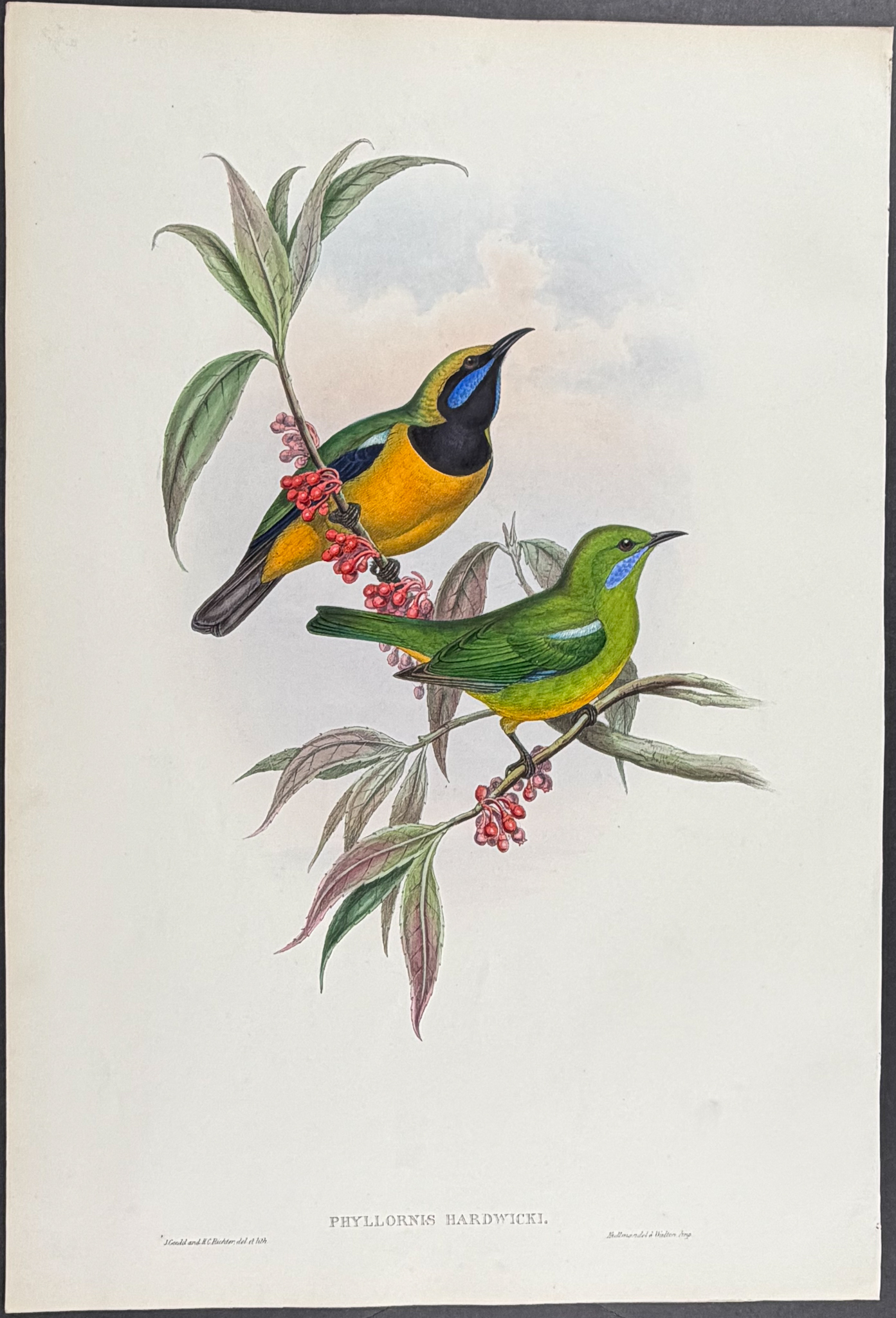 Gould, Asia - Pair of Phyllornis (Bird) Lithographs