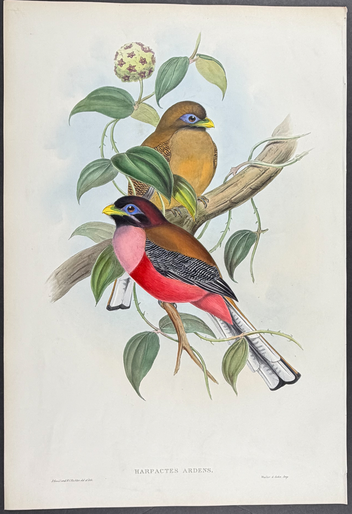 Gould, Asia - Rosy-breasted Trogon [Harpactes Ardens]