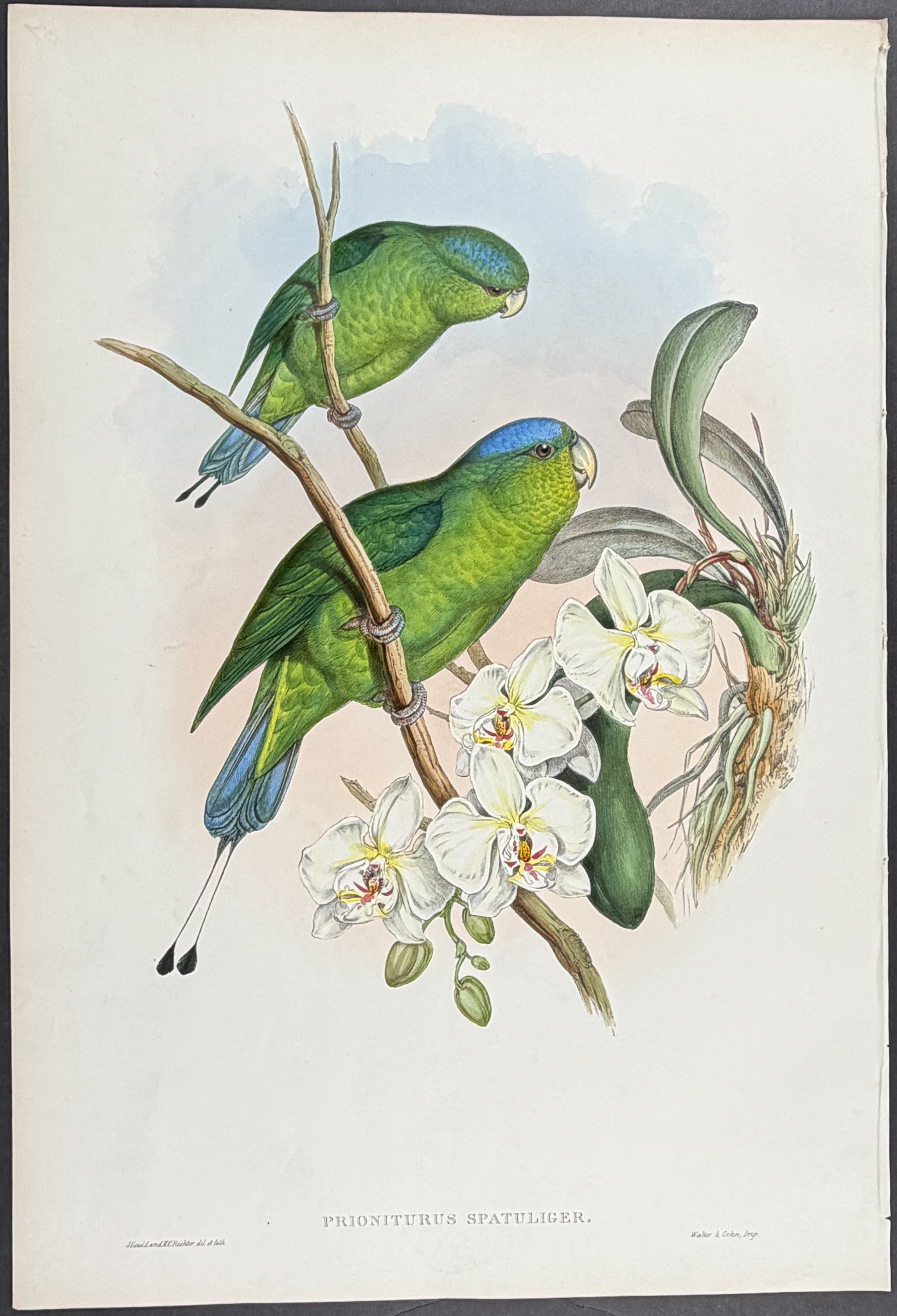 Gould, Asia - Philippine Racket-tailed Parrot [Prioniturus Spatuliger]