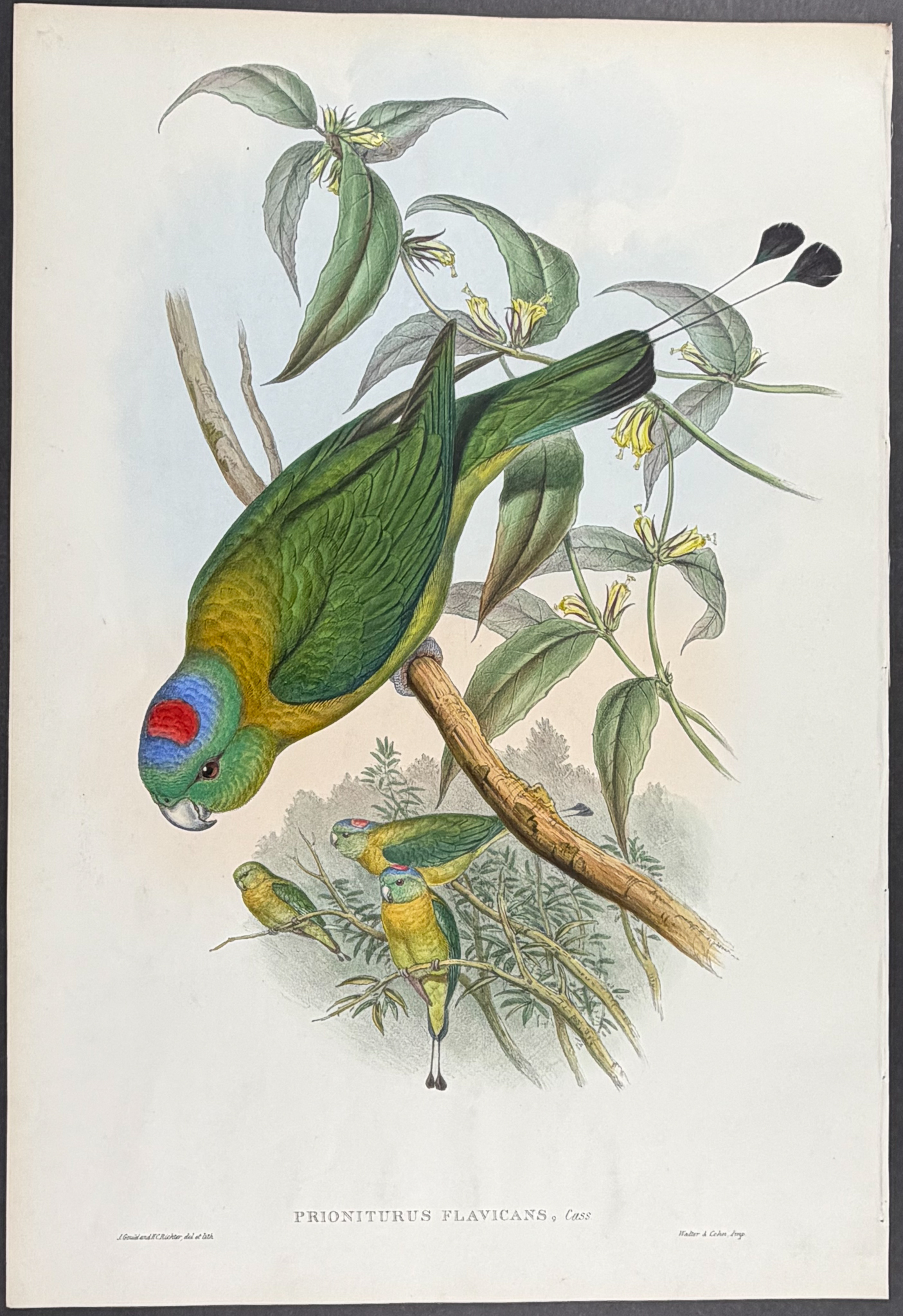 Gould, Asia - Great Racket-tailed Parrot [Prioniturus Flavicans]