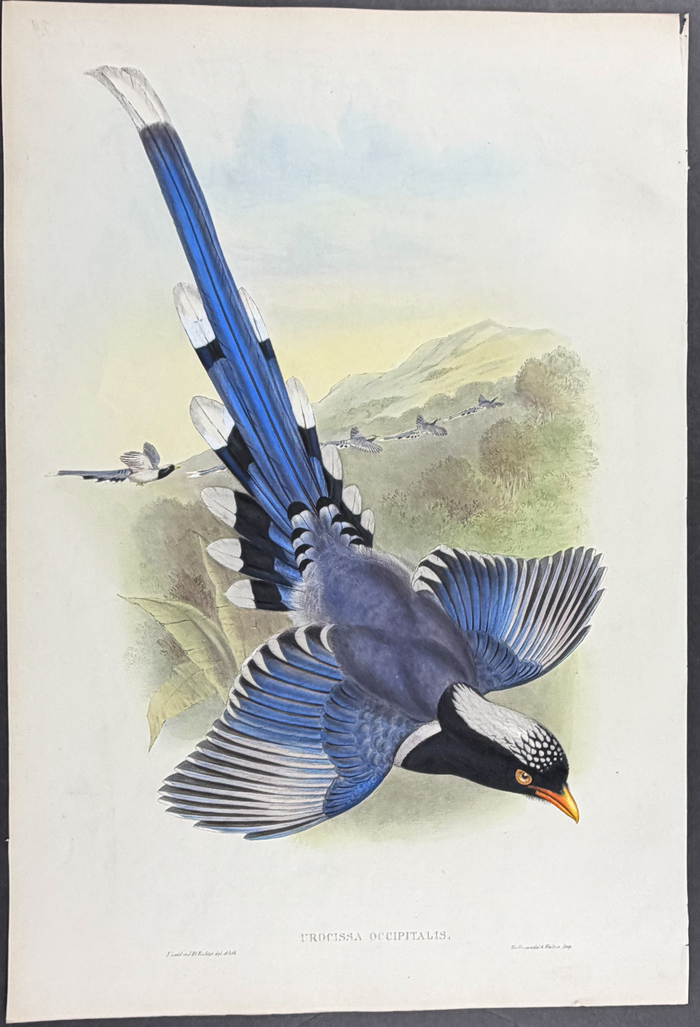 Gould, Asia - Nepaulese Blue Pie [Urocissa Occipitalis]