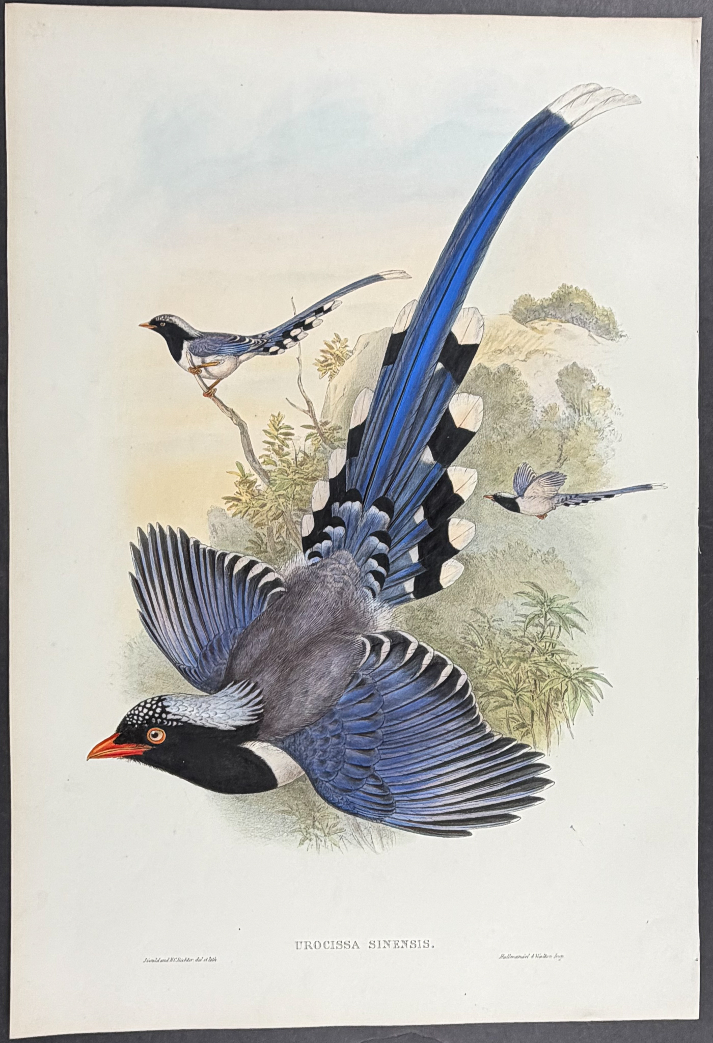 Gould, Asia - Chinese Blue Pie [Urocissa Sinensis]