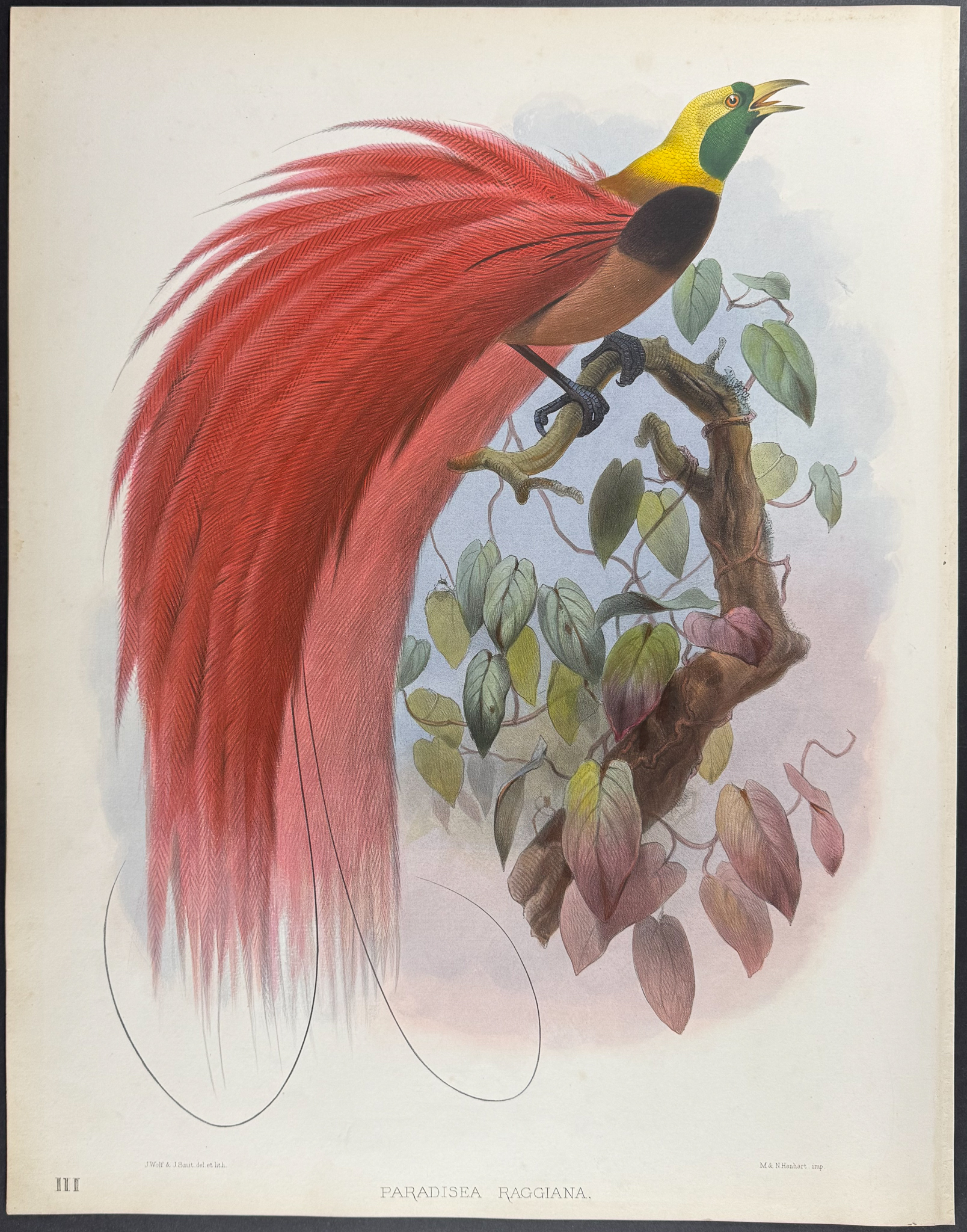 Elliot - Marquis de Raggi's Bird of Paradise