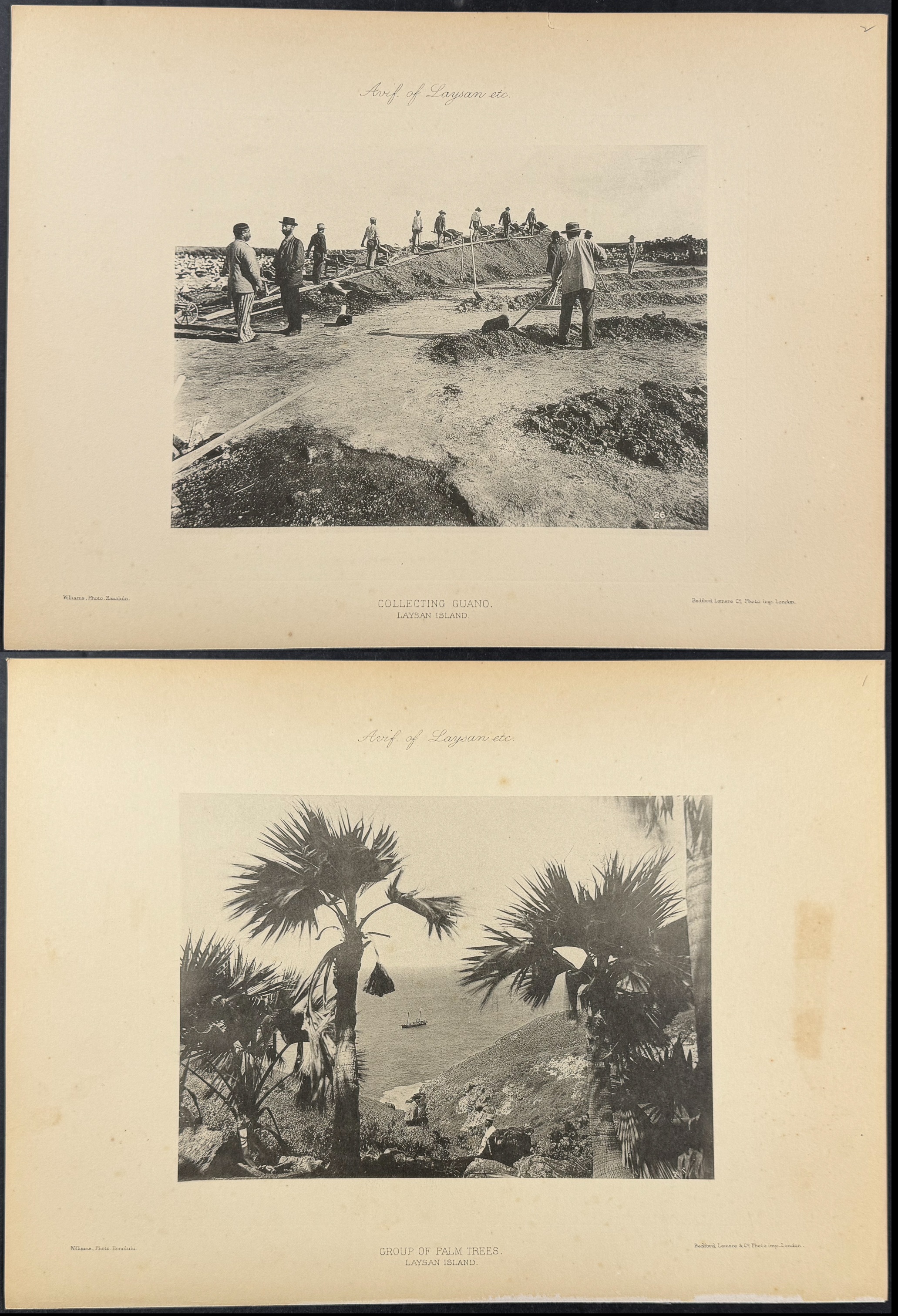 Rothschild & Keulemans, Hawaii - 4 Laysan Island Lithographs