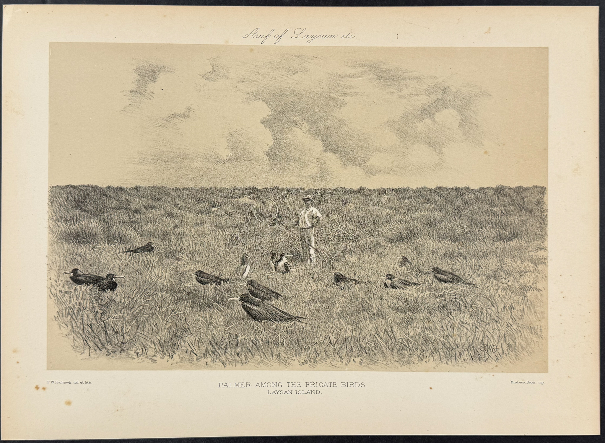 Rothschild & Keulemans, Hawaii - 4 Laysan Island Lithographs