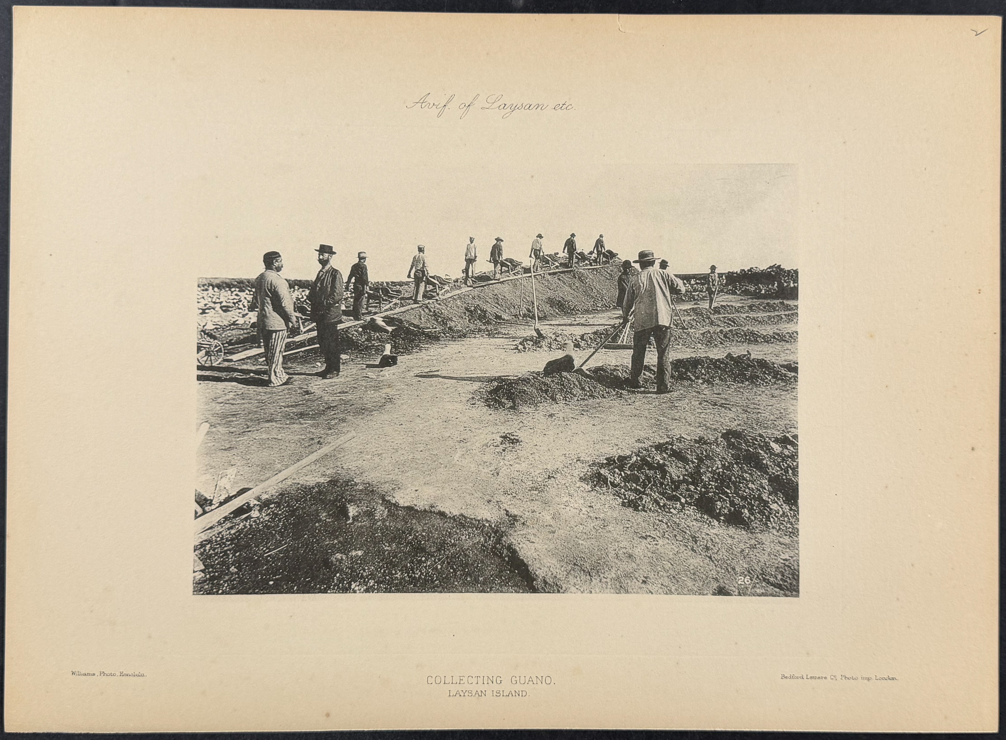 Rothschild & Keulemans, Hawaii - 4 Laysan Island Lithographs
