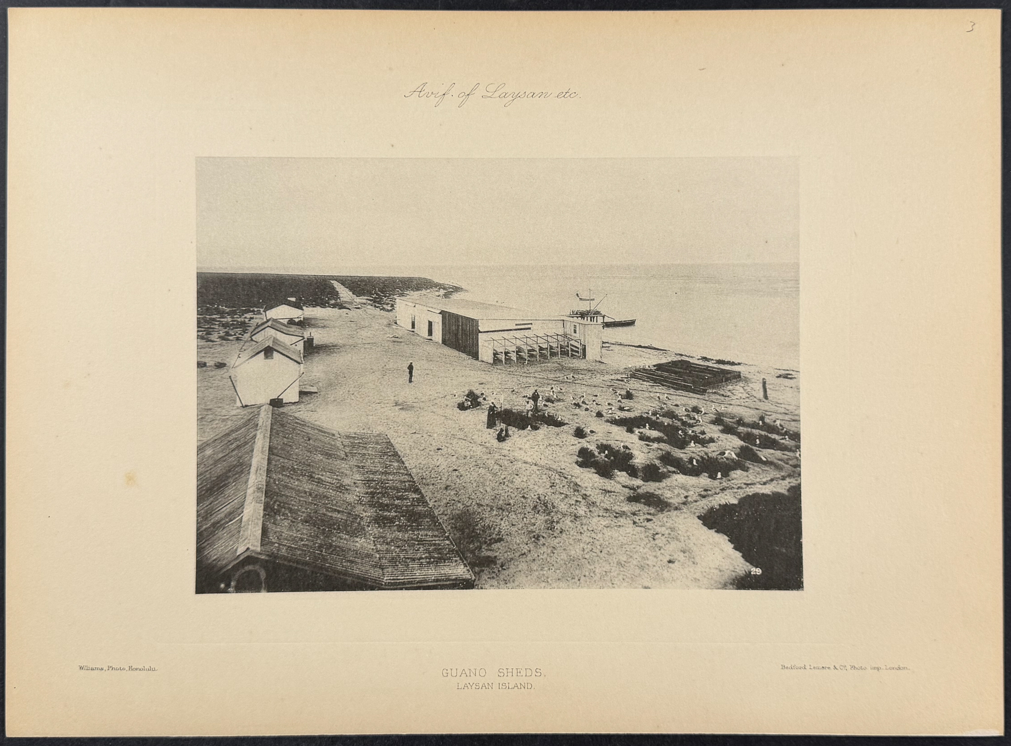 Rothschild & Keulemans, Hawaii - 4 Laysan Island Lithographs
