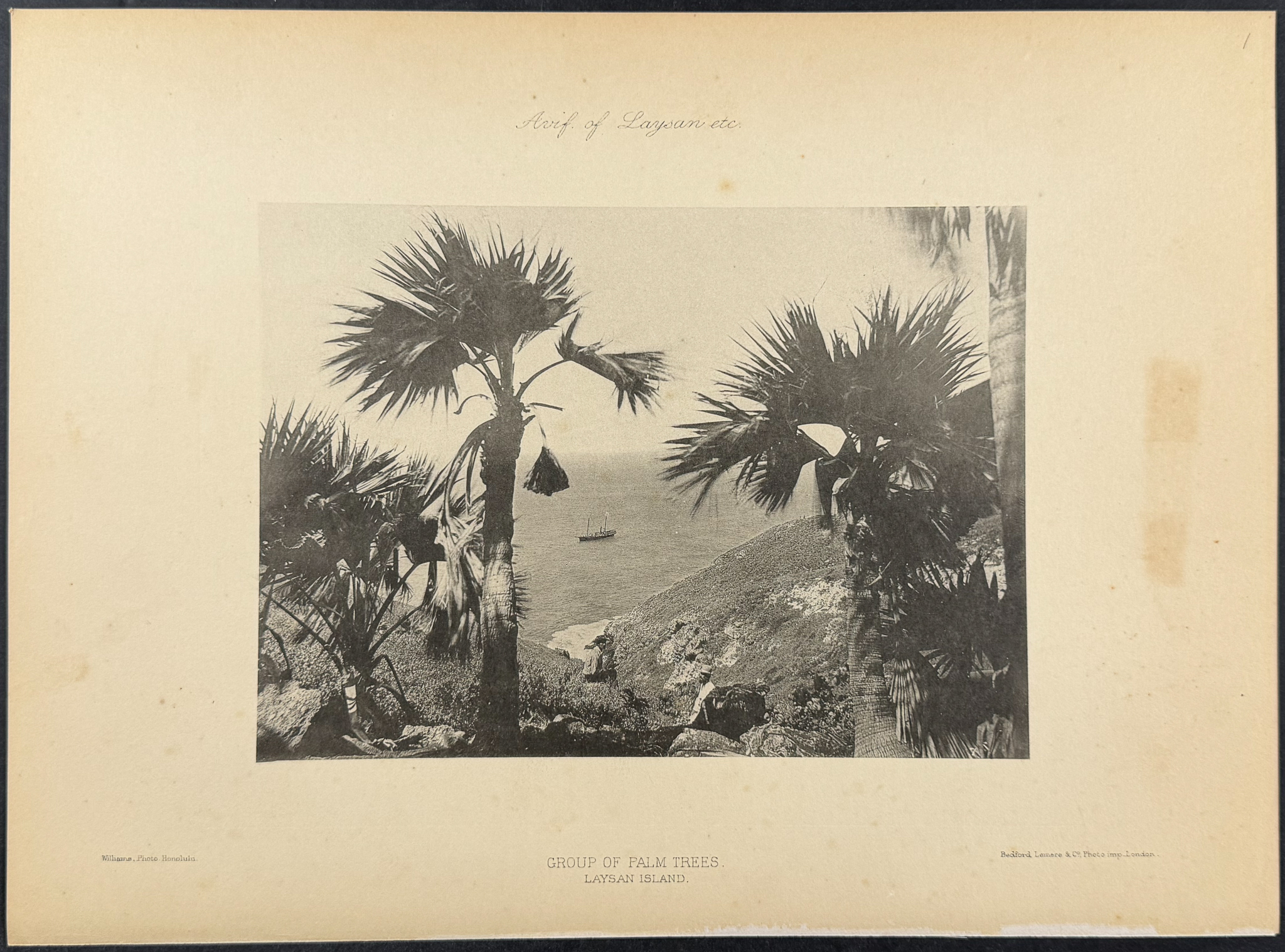 Rothschild & Keulemans, Hawaii - 4 Laysan Island Lithographs