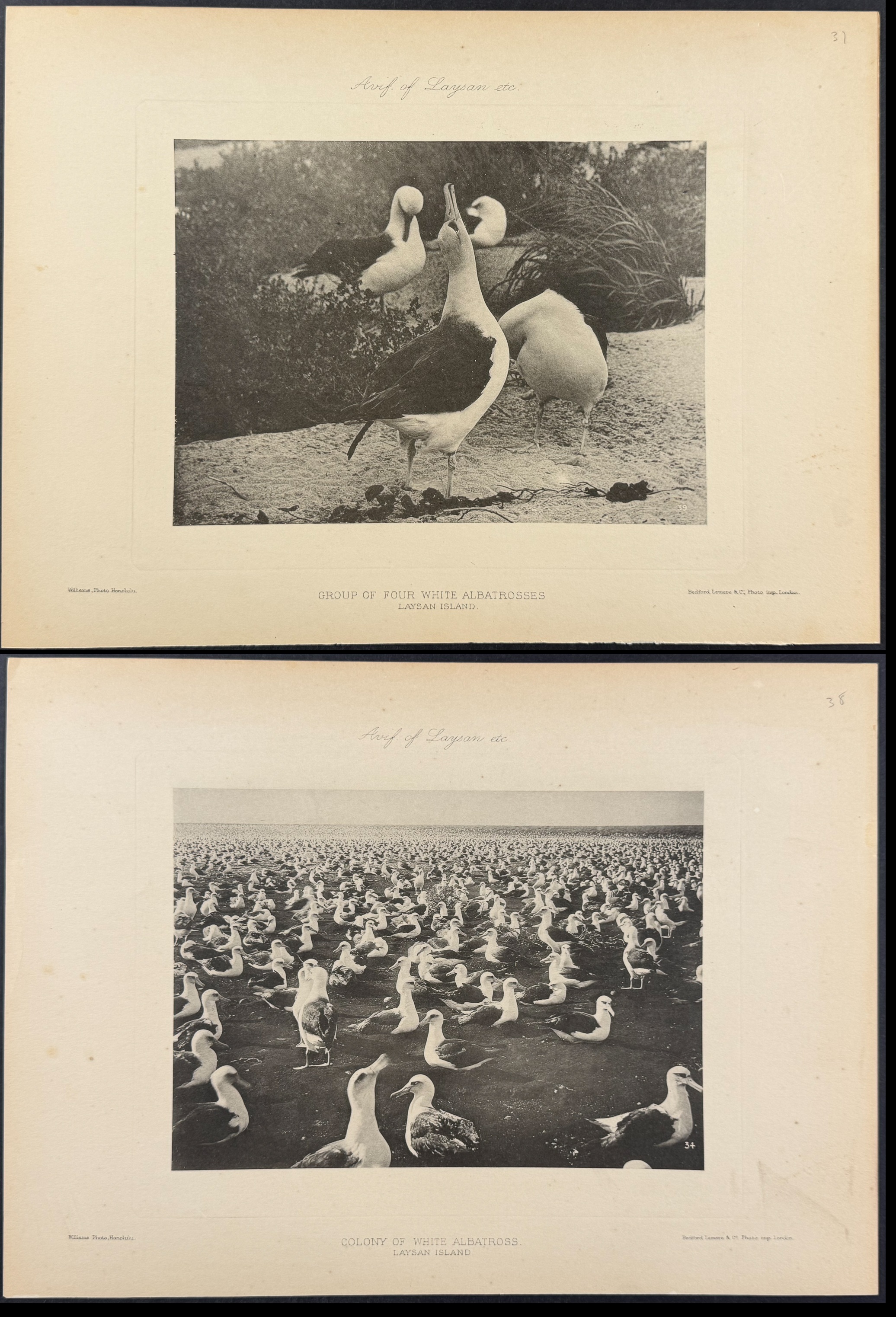 Rothschild & Keulemans, Hawaii - 6 Albatross & Laysan Island Lithographs
