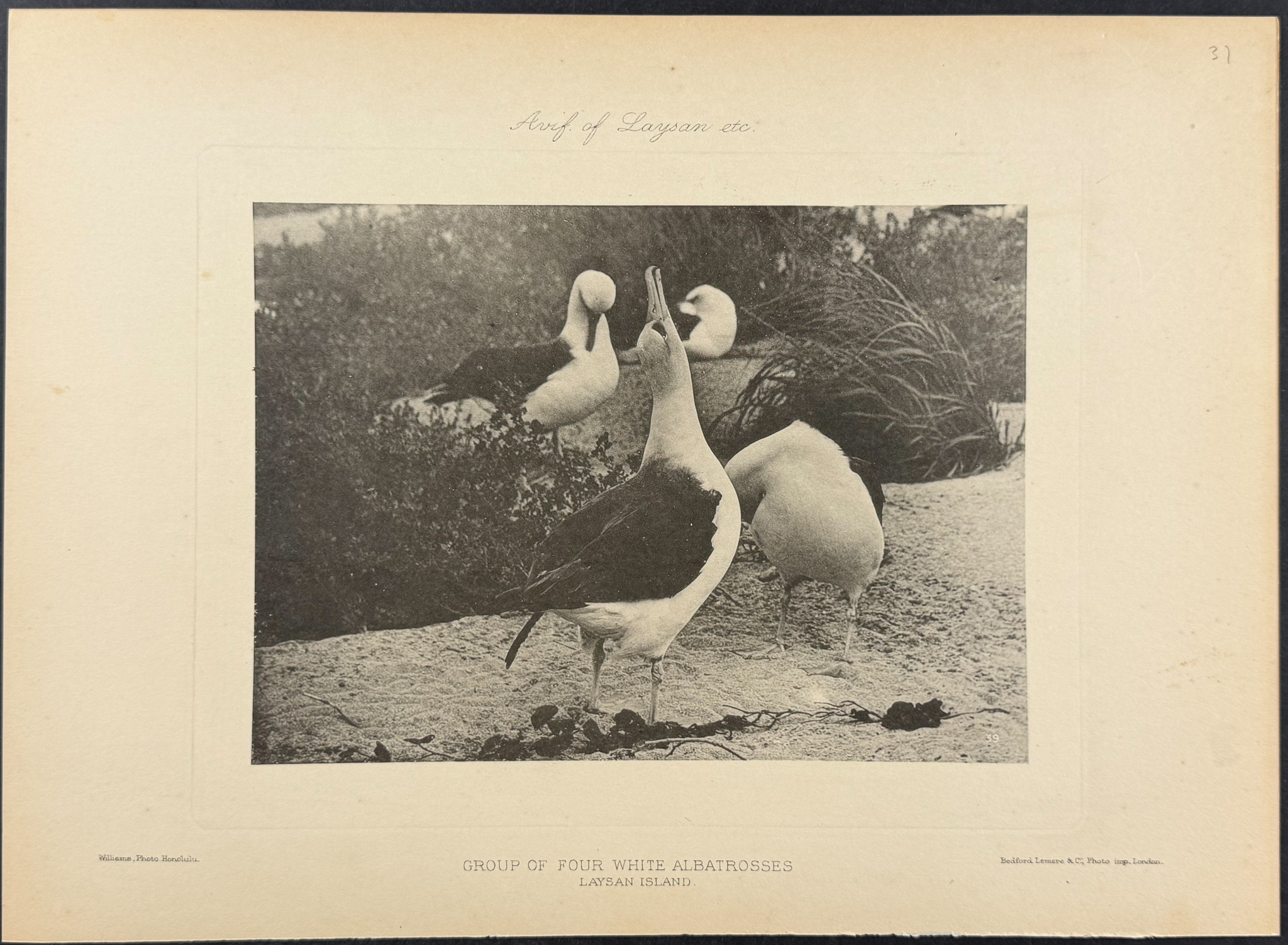 Rothschild & Keulemans, Hawaii - 6 Albatross & Laysan Island Lithographs