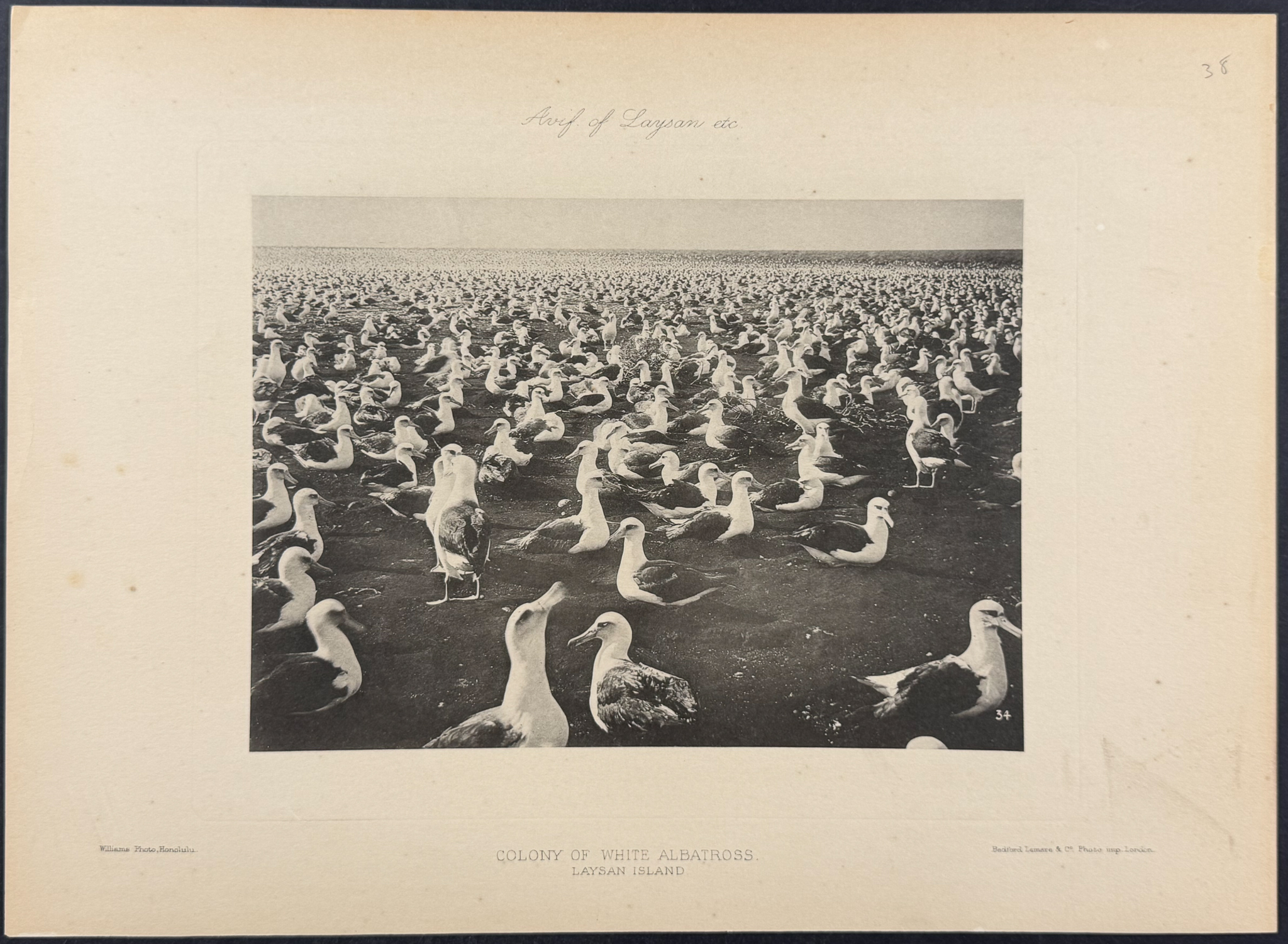 Rothschild & Keulemans, Hawaii - 6 Albatross & Laysan Island Lithographs