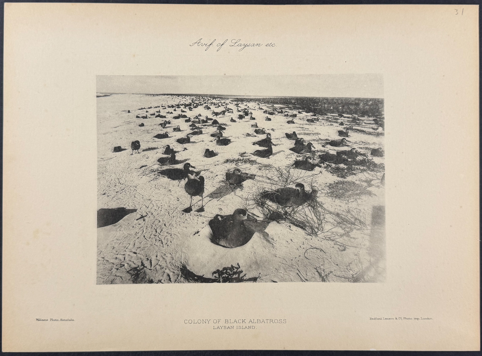 Rothschild & Keulemans, Hawaii - 6 Albatross & Laysan Island Lithographs