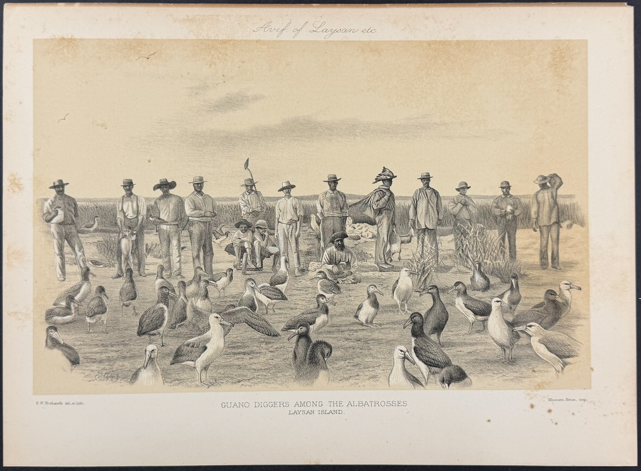 Rothschild & Keulemans, Hawaii - 6 Albatross & Laysan Island Lithographs
