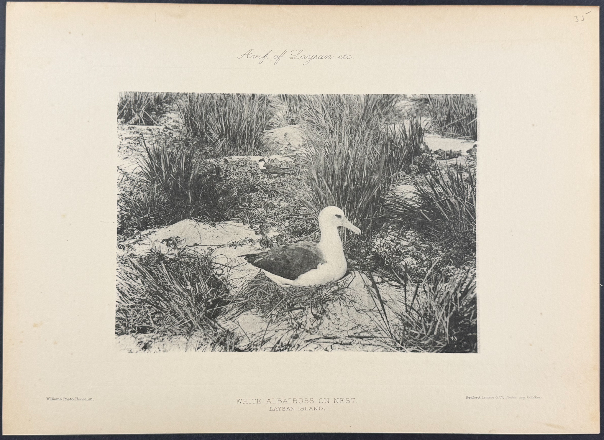 Rothschild & Keulemans, Hawaii - 6 Albatross & Laysan Island Lithographs