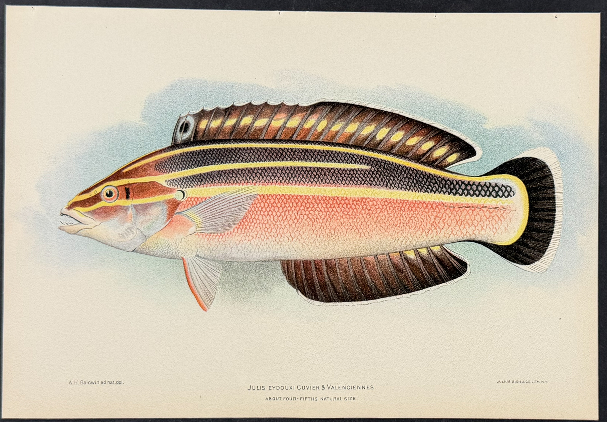 Bien, Hawaii - Wrasse or Yellowstripe Coris or Pochu [Julis Eydouxi]