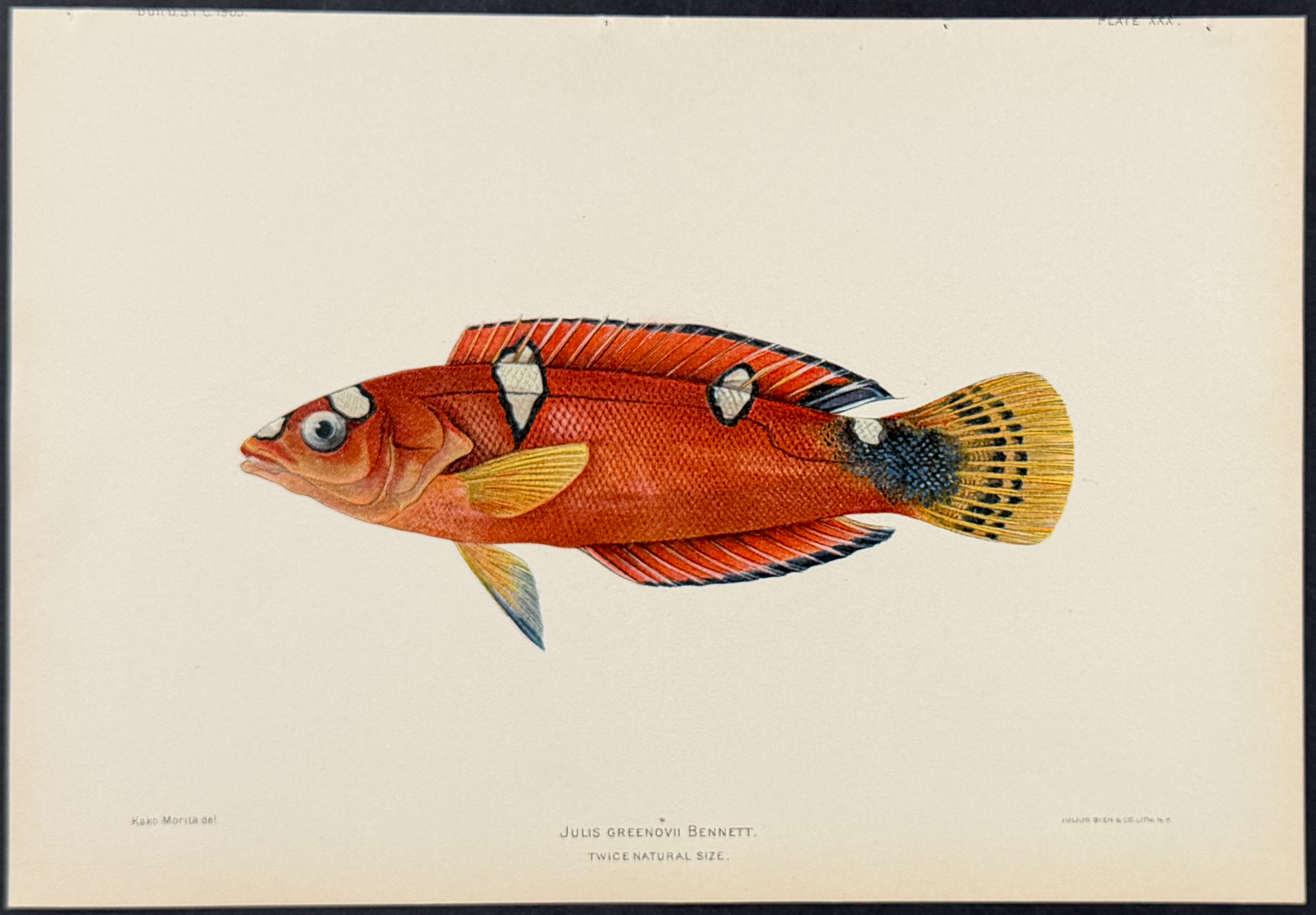 Bien, Hawaii - Pihi or Clown Wrasse [Julis Greenovii]