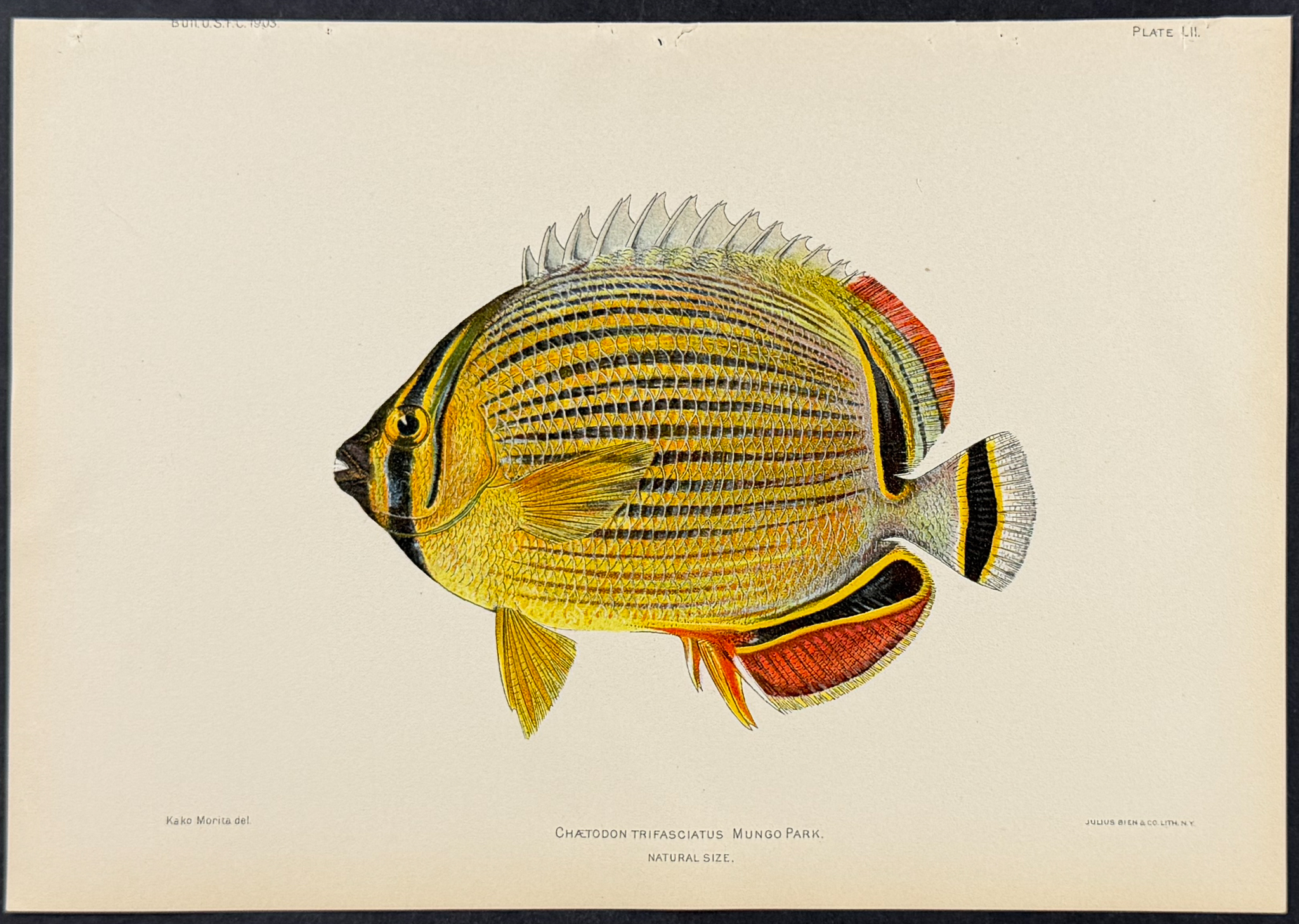 Bien, Hawaii - Melon Butterflyfish [Chaetodon Trifasciatus]