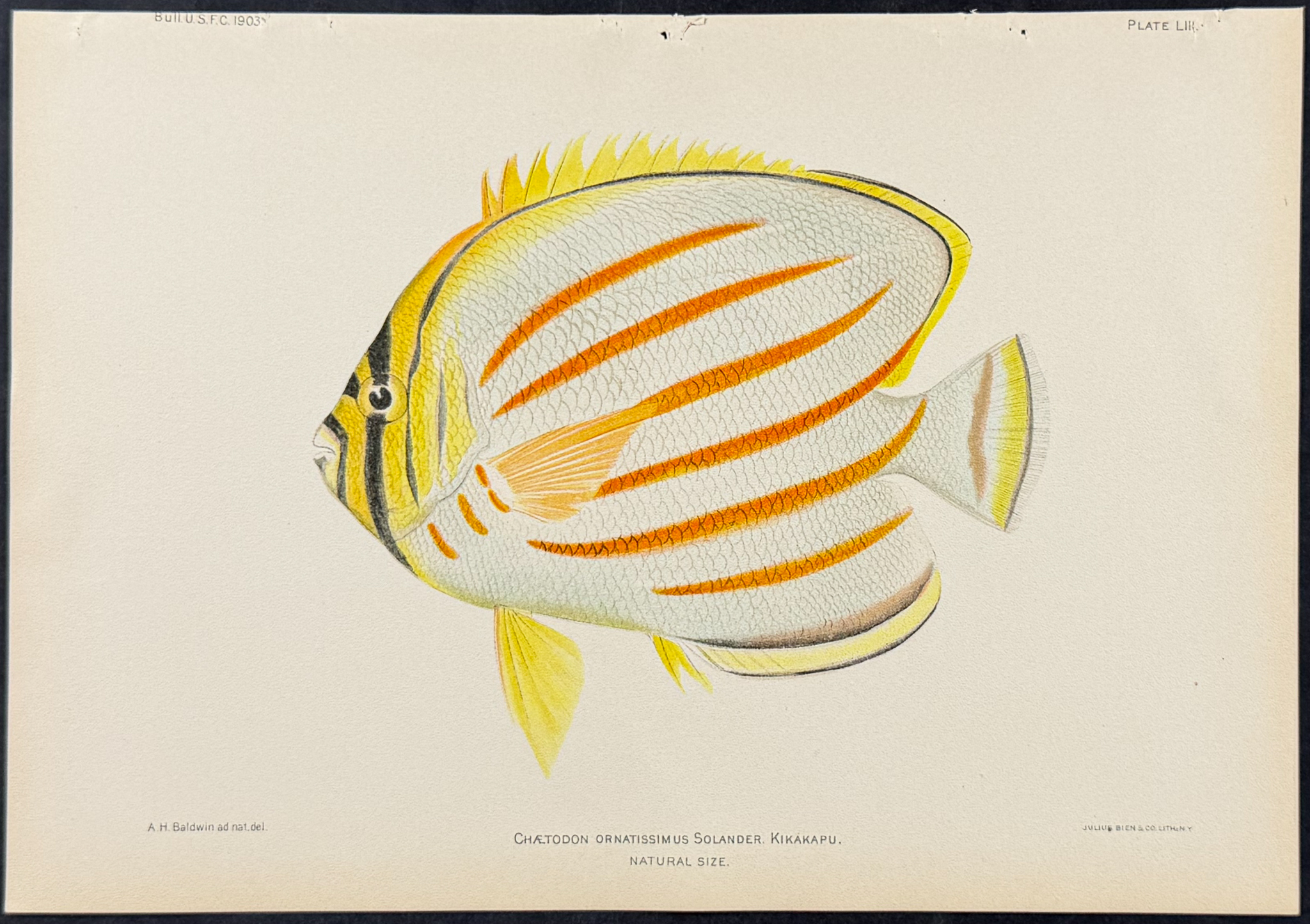Bien, Hawaii - Kikakapu or Ornate Butterflyfish [Chaetodon Ornatissimus]