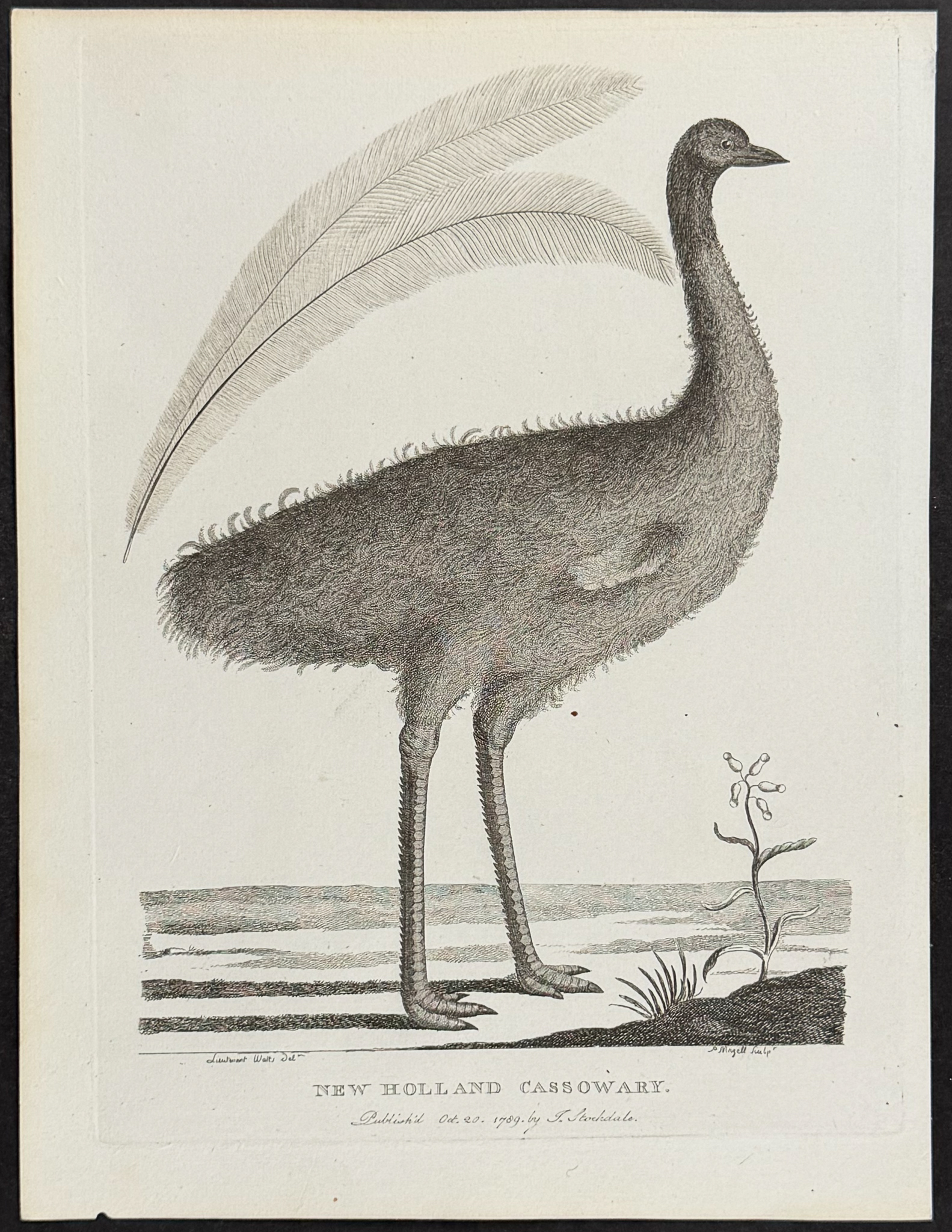 Philip, Australia - New Holland Cassowary