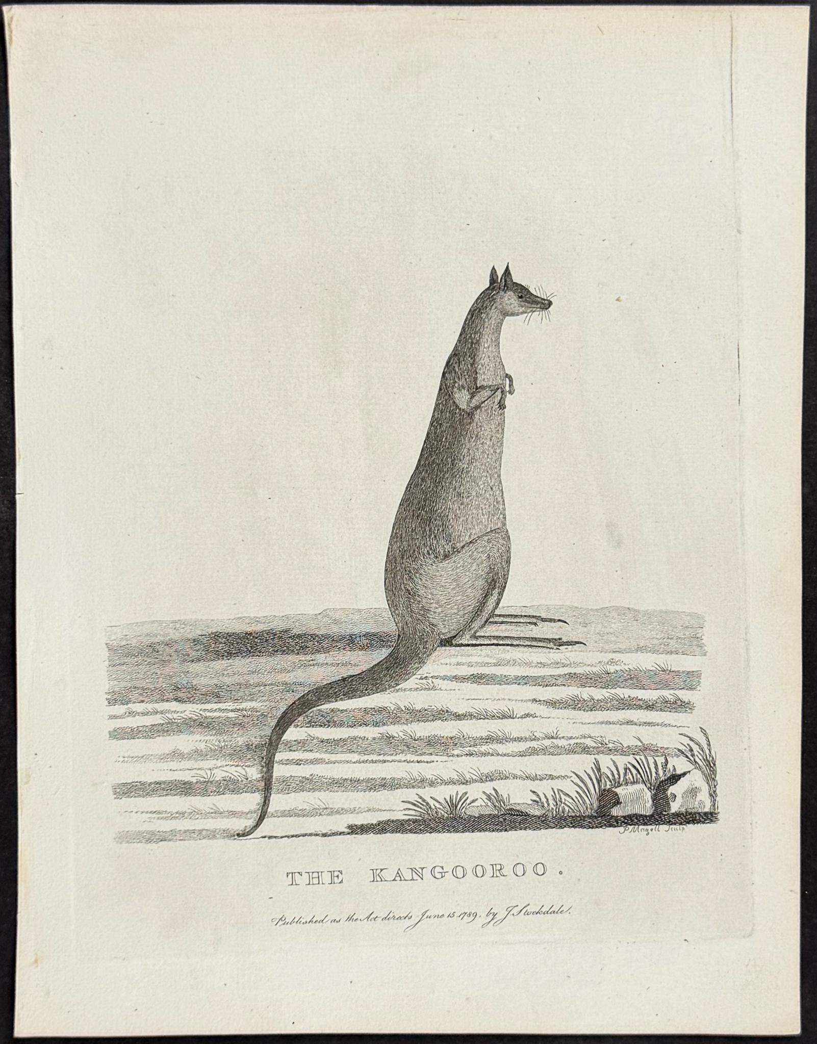 Philip, Australia - The Kangooroo (Kangaroo)