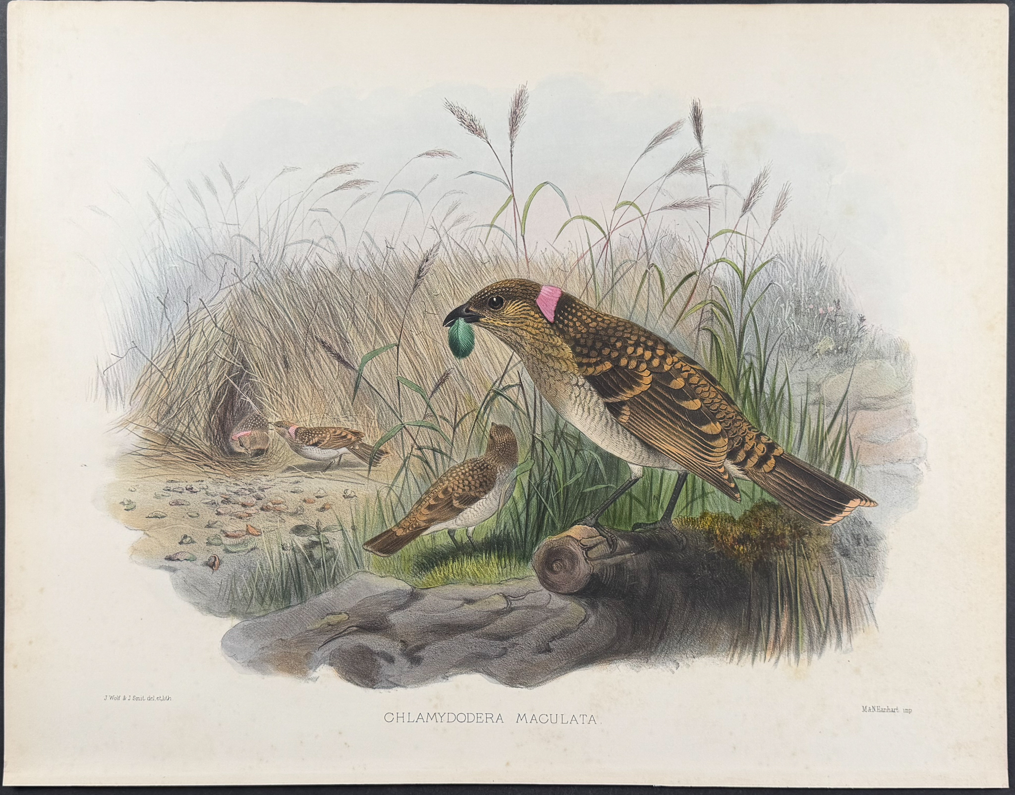 Elliot - Spotted Bower-Bird [Chlamydodera Maculata]